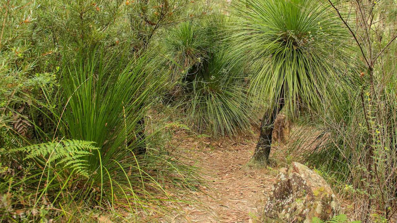 Grass Tree Circuit