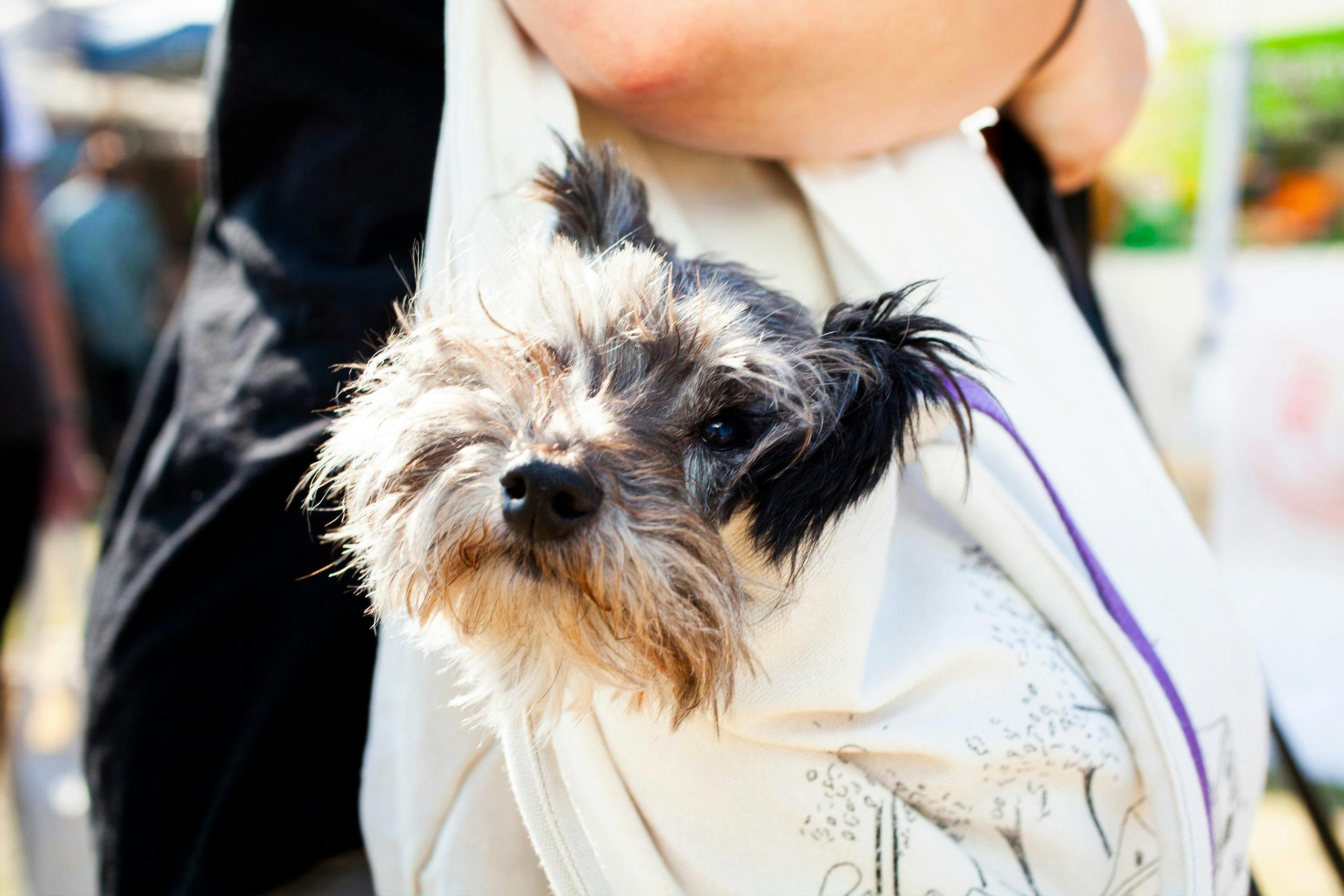 Boroondara Farmers Market