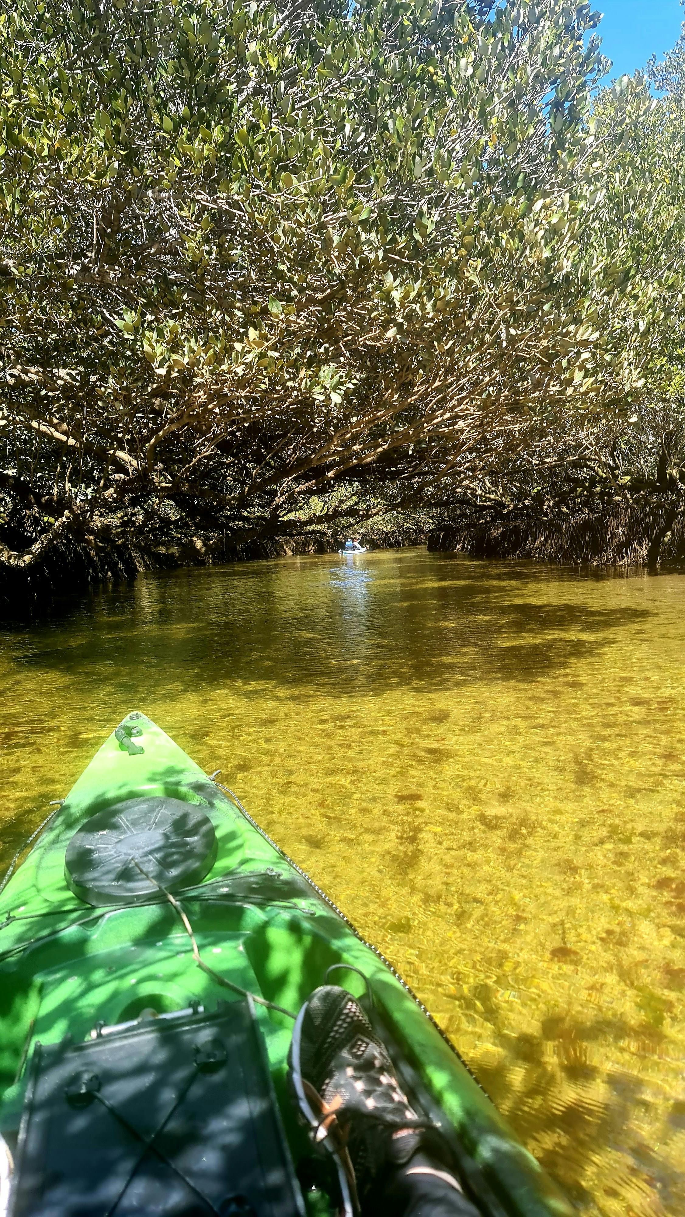 mangroves