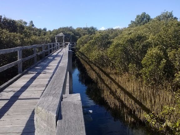 Mangrove Walk and Boardwalk