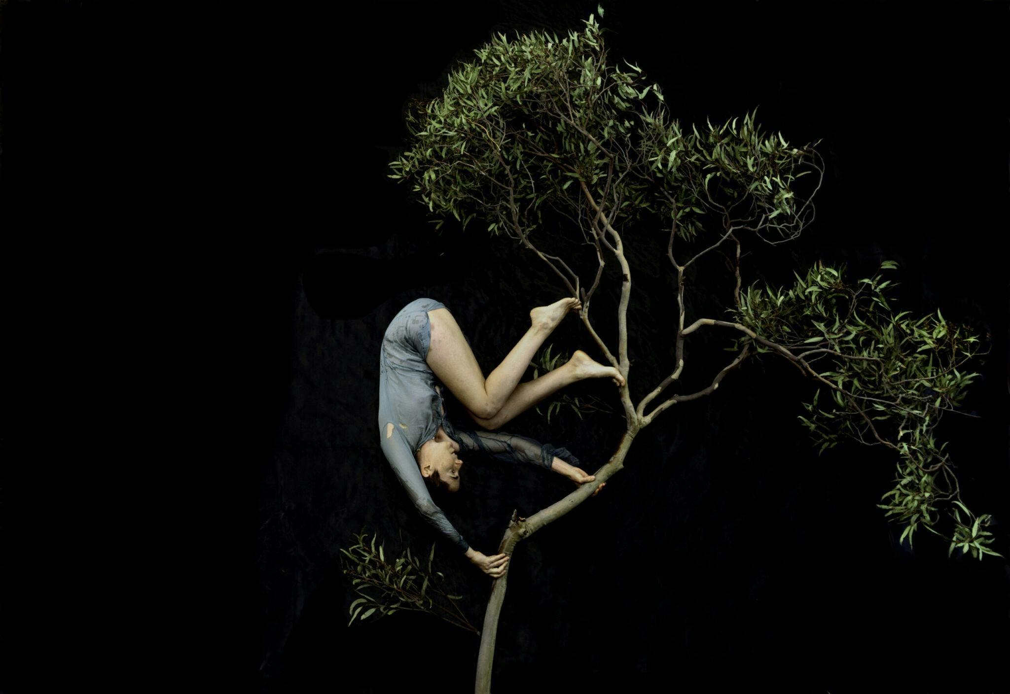 Image credit: Tamara Dean, Tumbling through the treetops, 2020