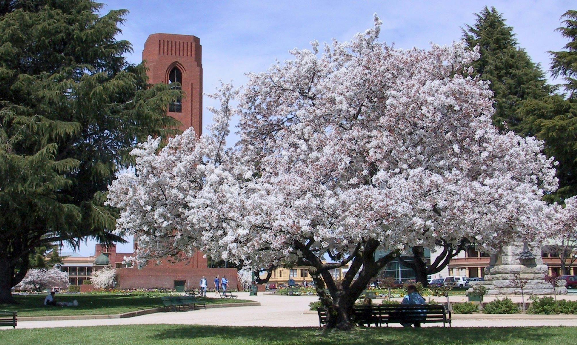 Cherry blossoms at Kings Parade