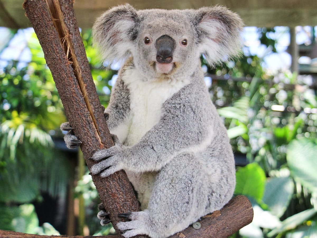 koala at cairns zoom and wildlife dome