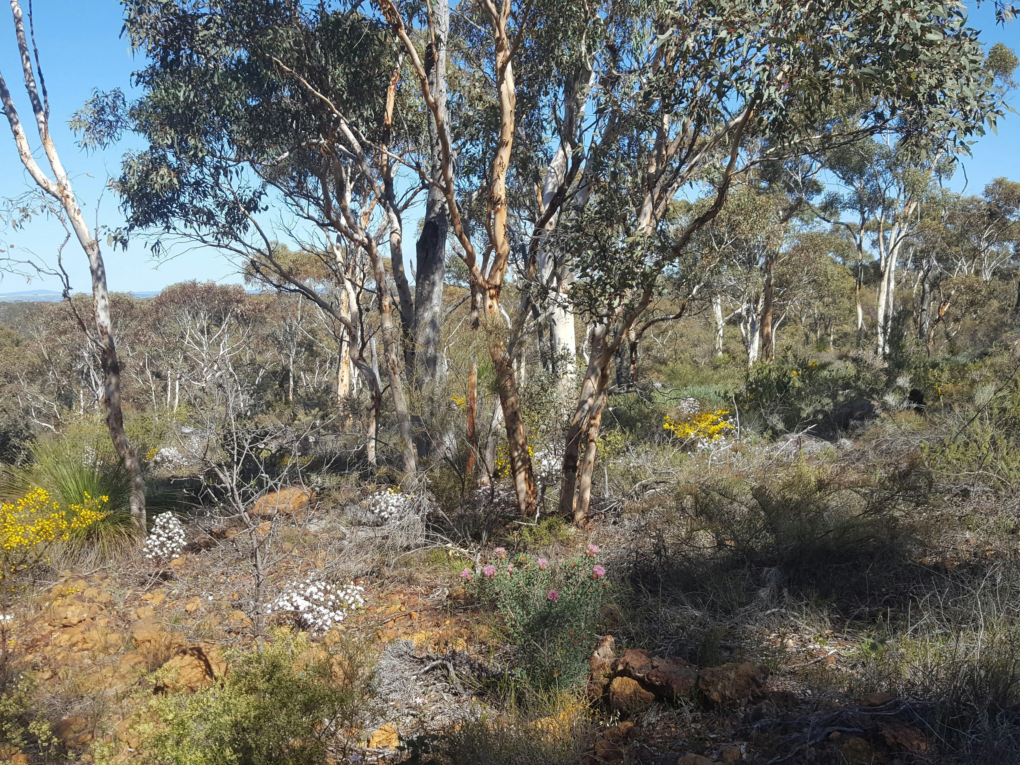 Wongamine Nature Reserve