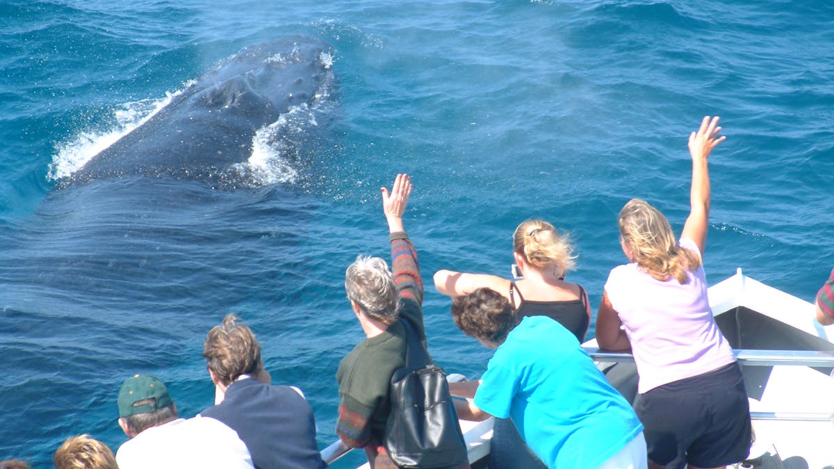 Whale Watching