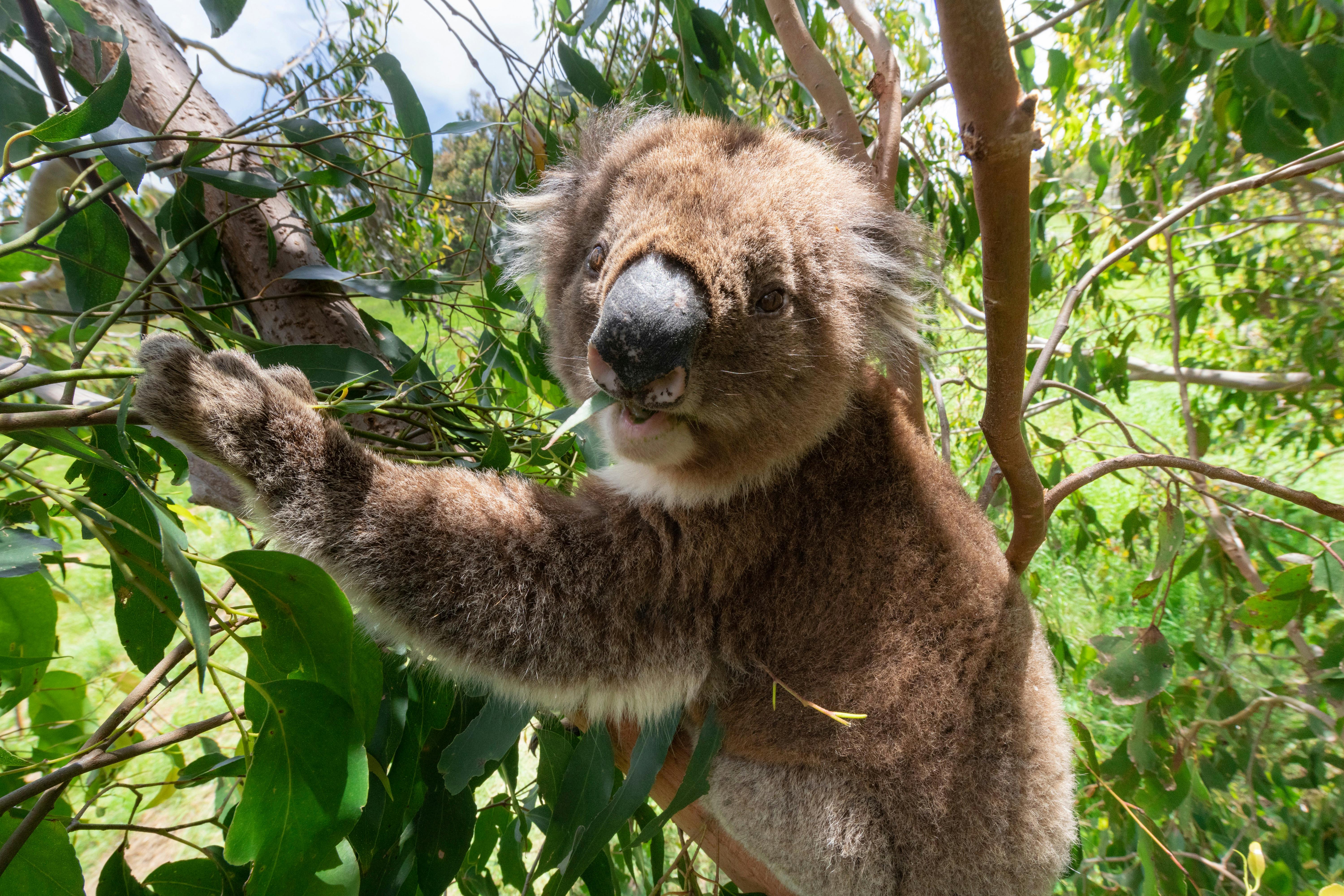 Aussie Koala Tours