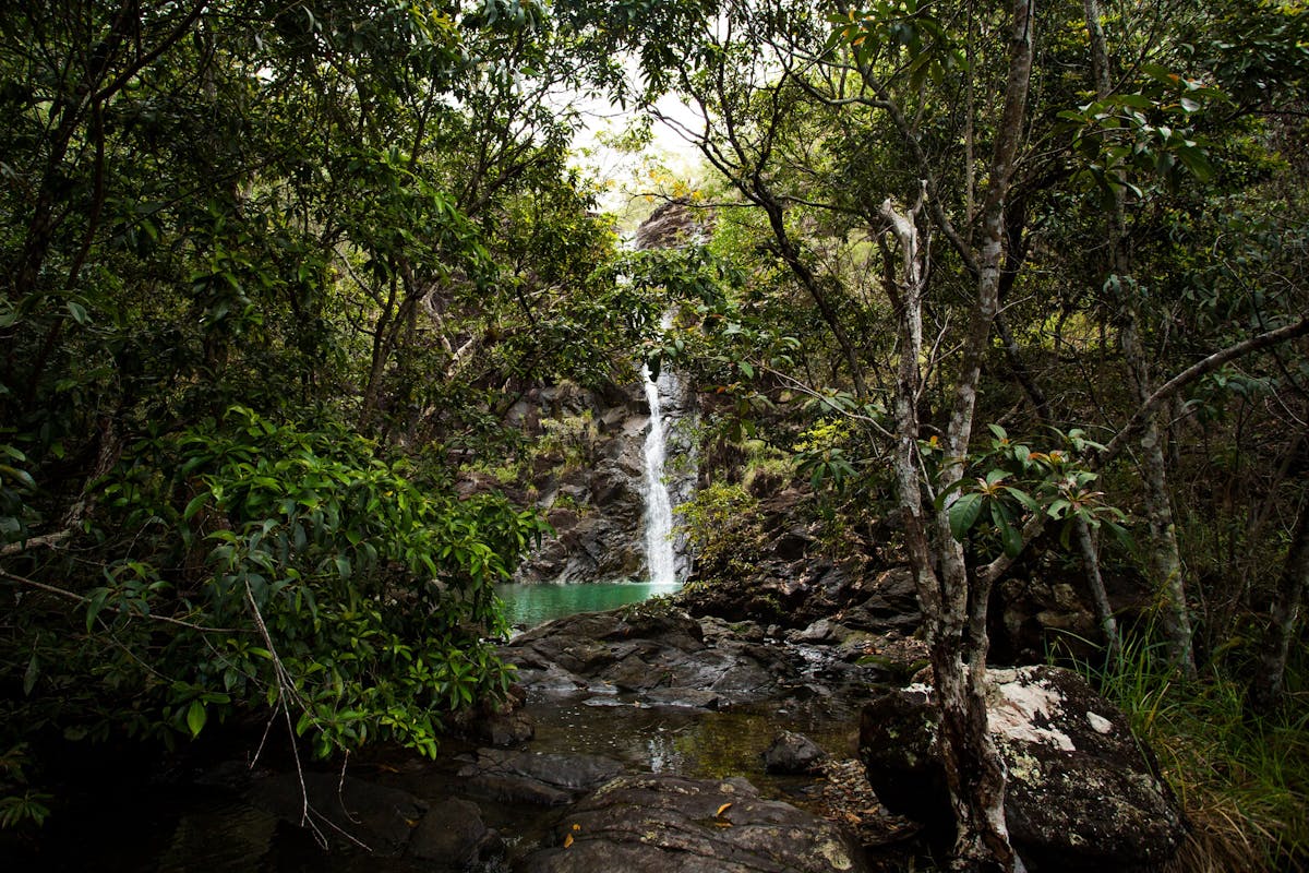 Looking through forest to Attie Creek Falls