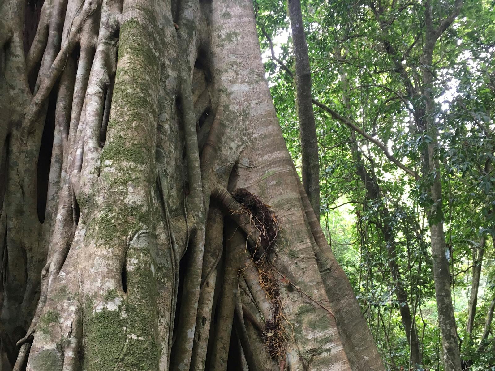 Großer Baum, Allyn River Rainforest Walking Track