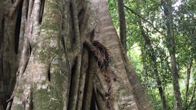 Big tree, Allyn River Rainforest Walking Track