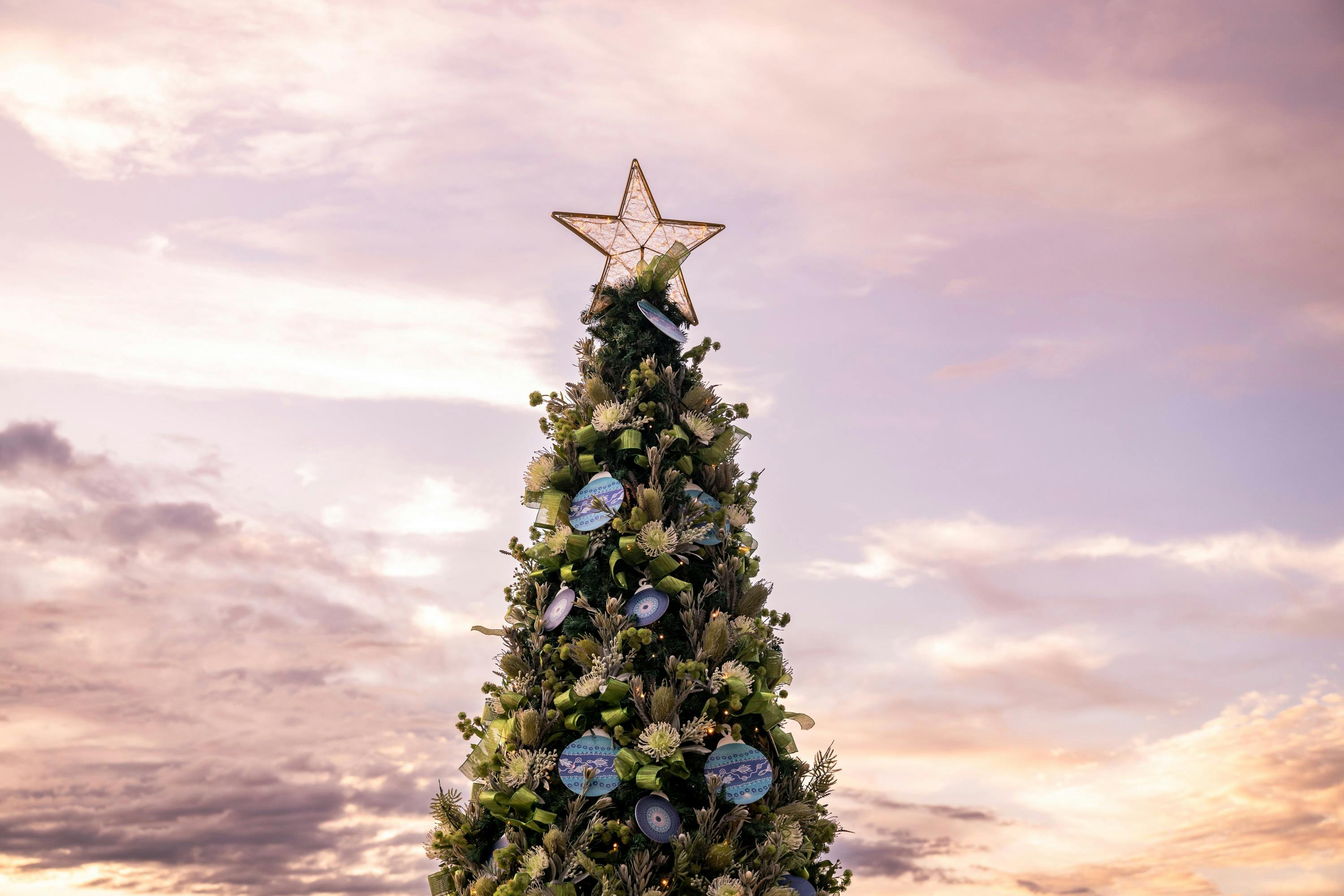 Native Living Christmas Trees
