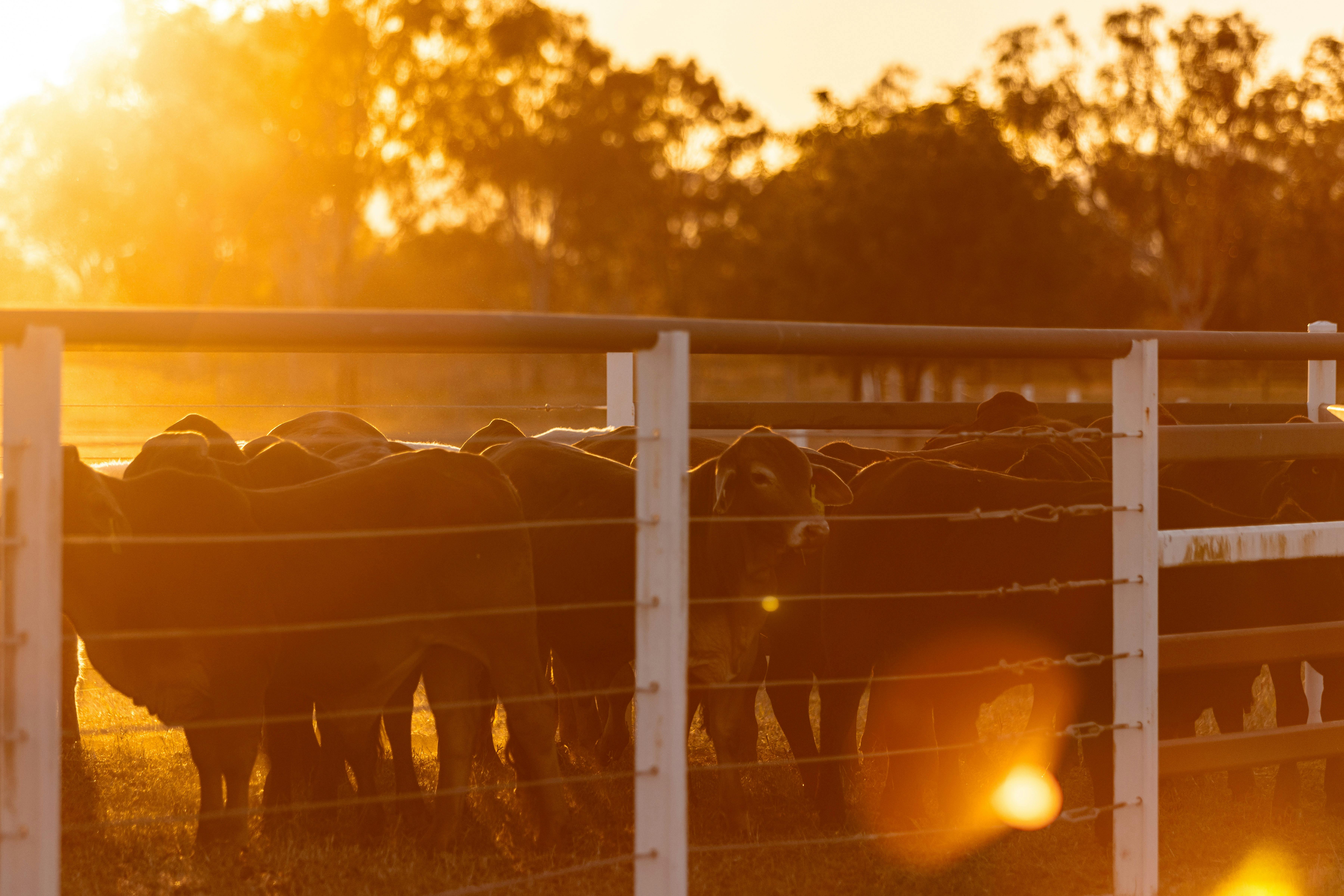 CQ Performance Horse Sale & Campdraft