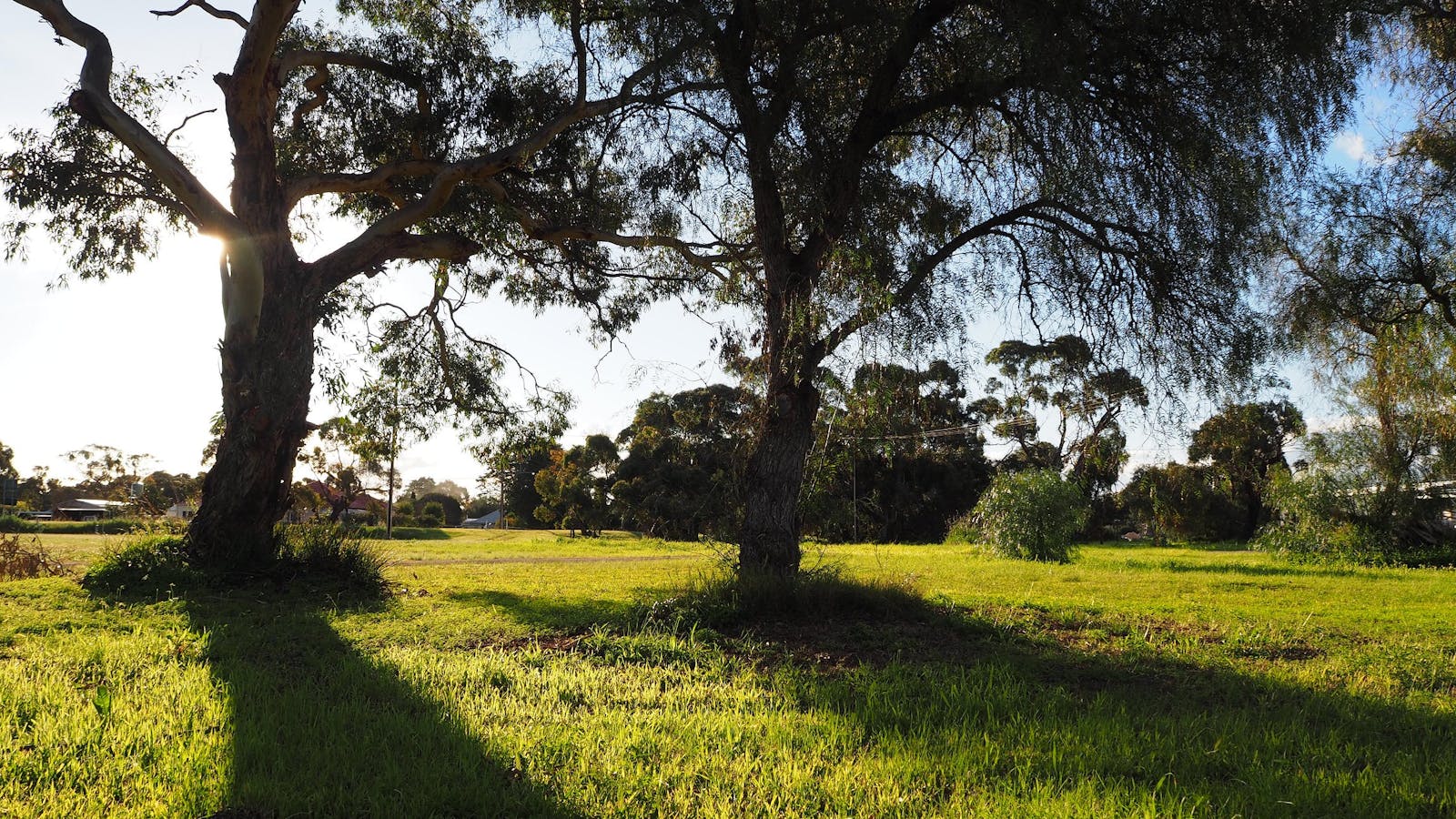 Tintinara Disc Golf Course