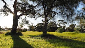 Tintinara Disc Golf Course