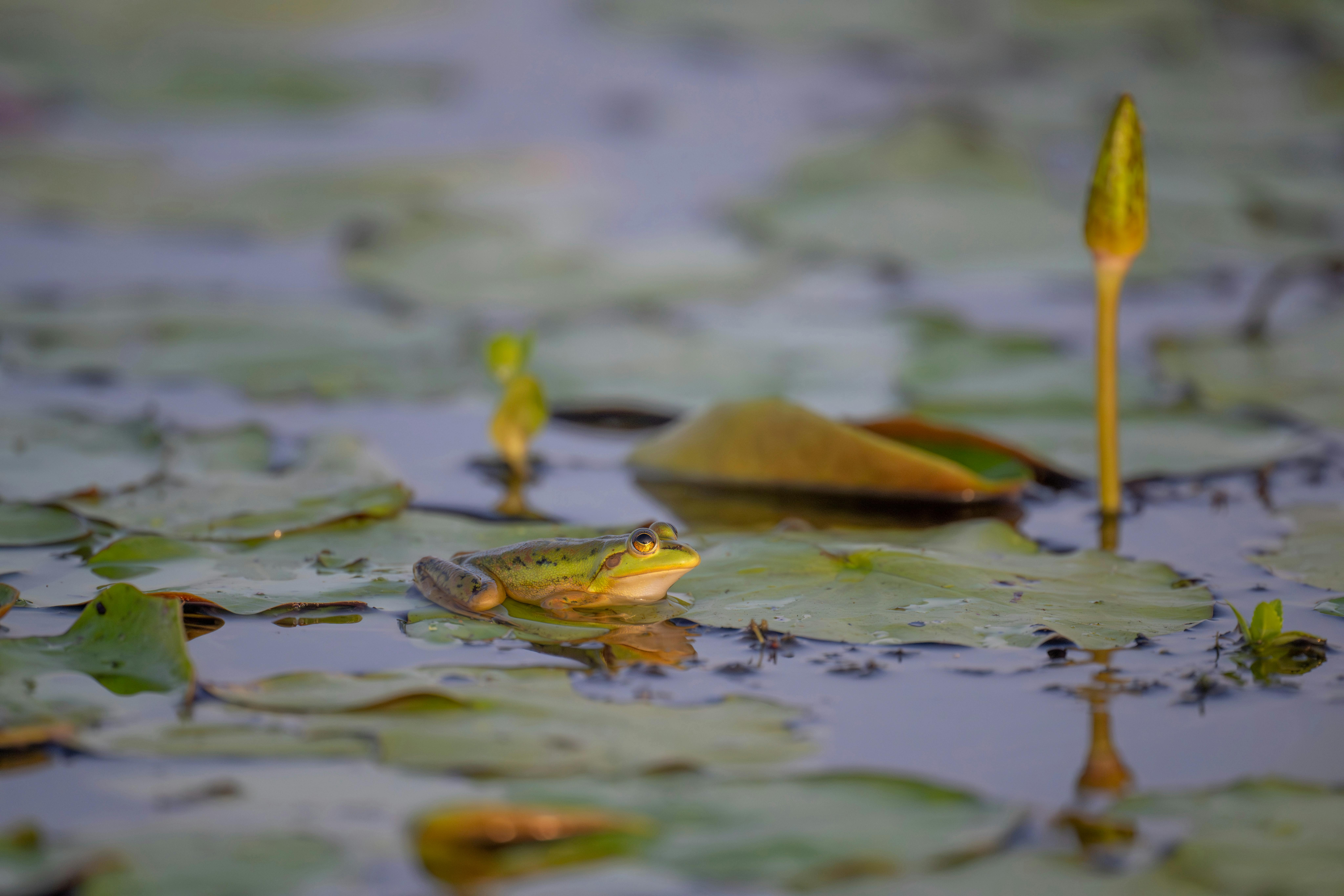Small frog on a lilly