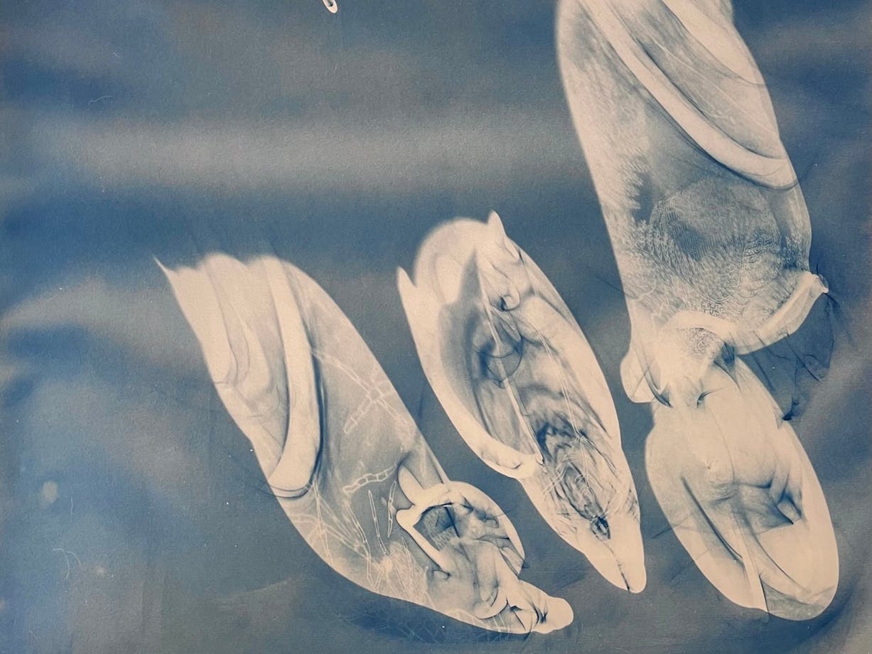Blue cyanotype of organic shapes