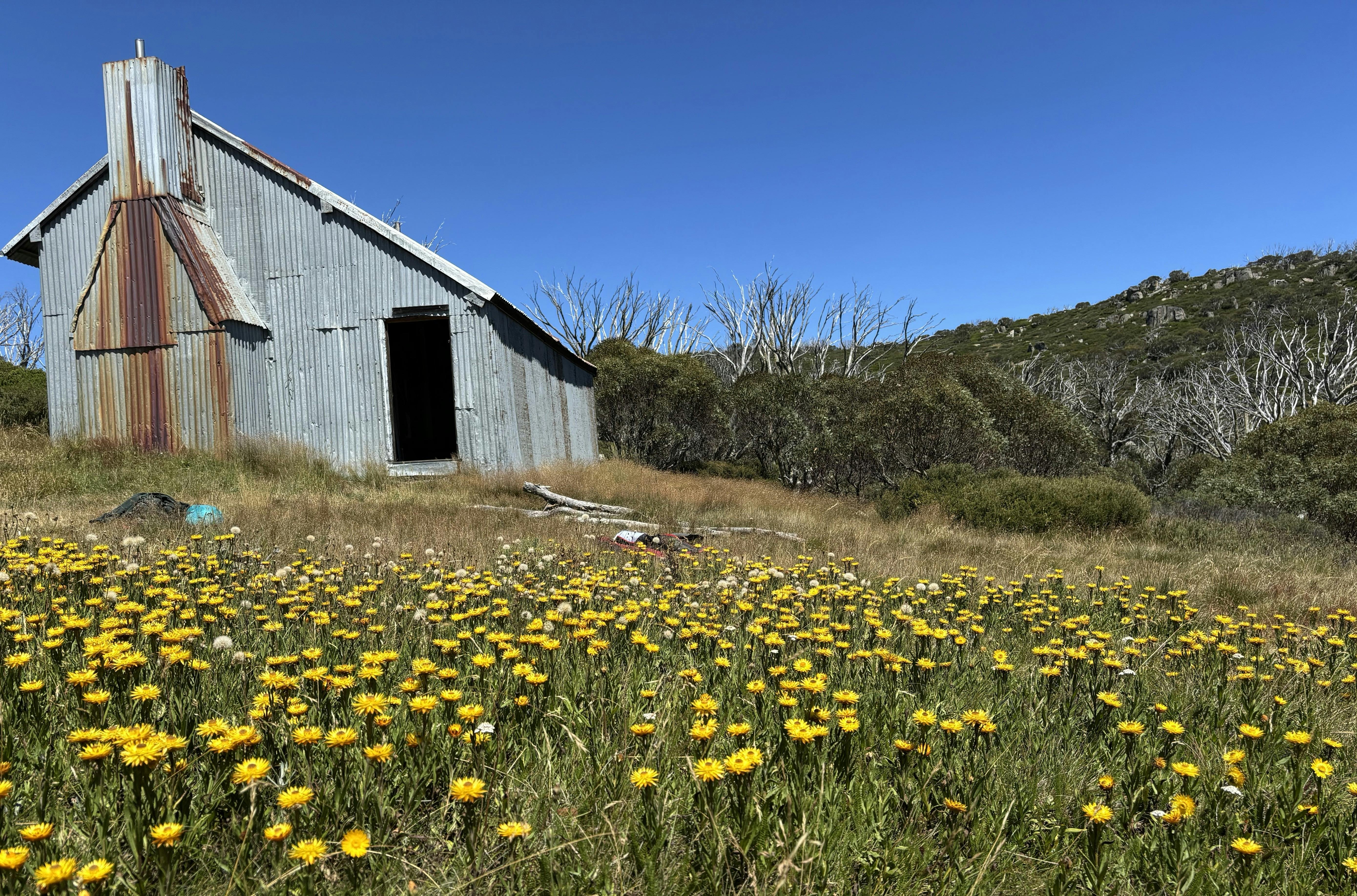 A galvanized iron hut with a sloping roof sitting in a field of yellow snow daisies.