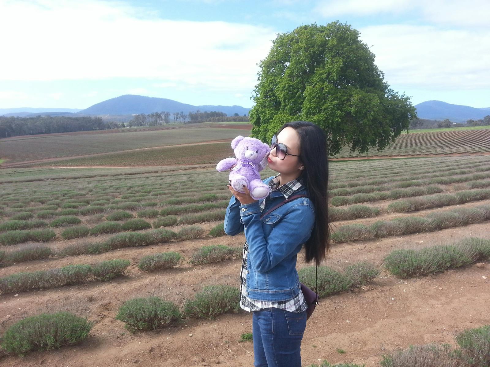 Bridestowe Lavender Farm