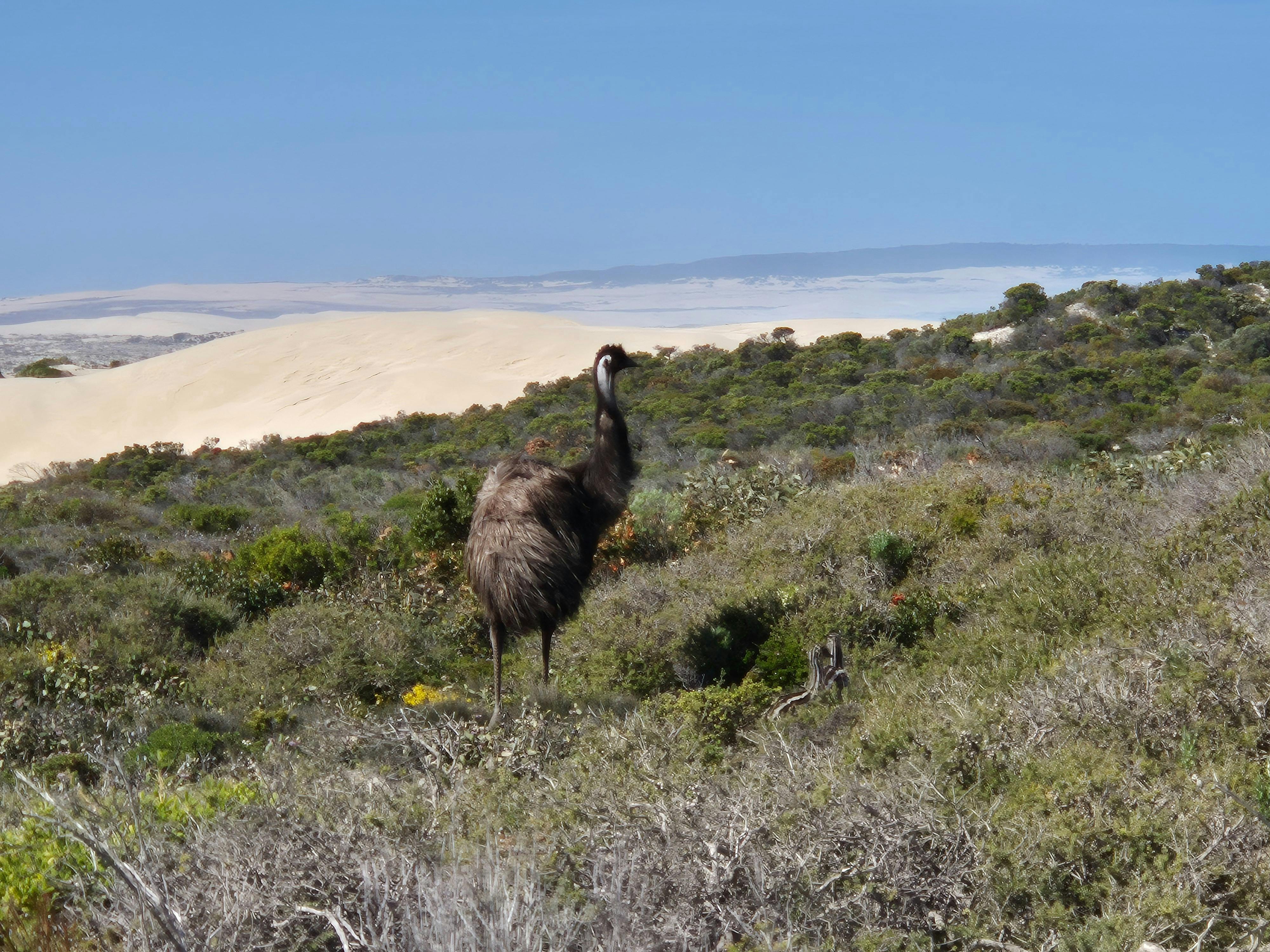 Emus in the national park