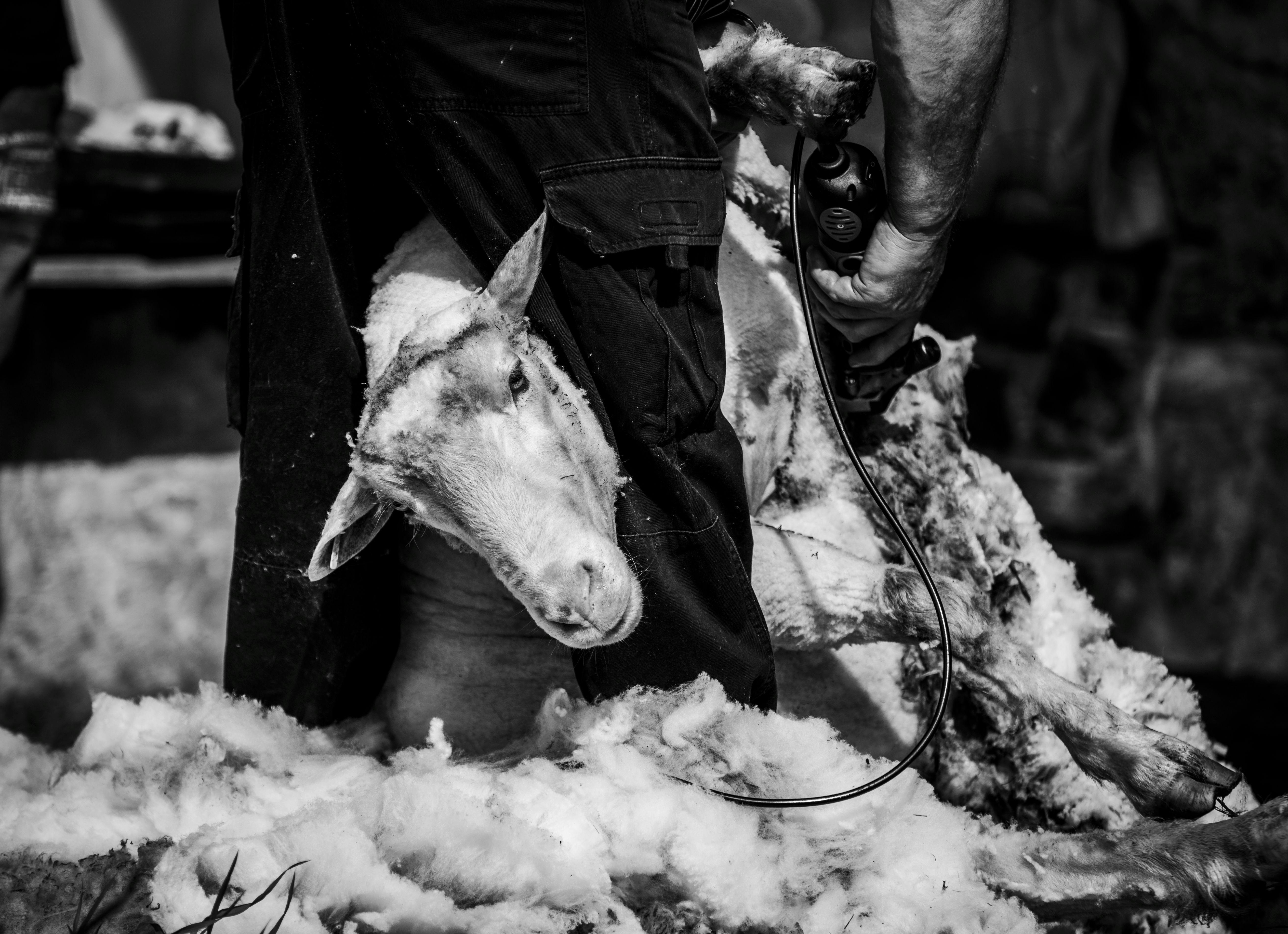 Mathoura Shearing