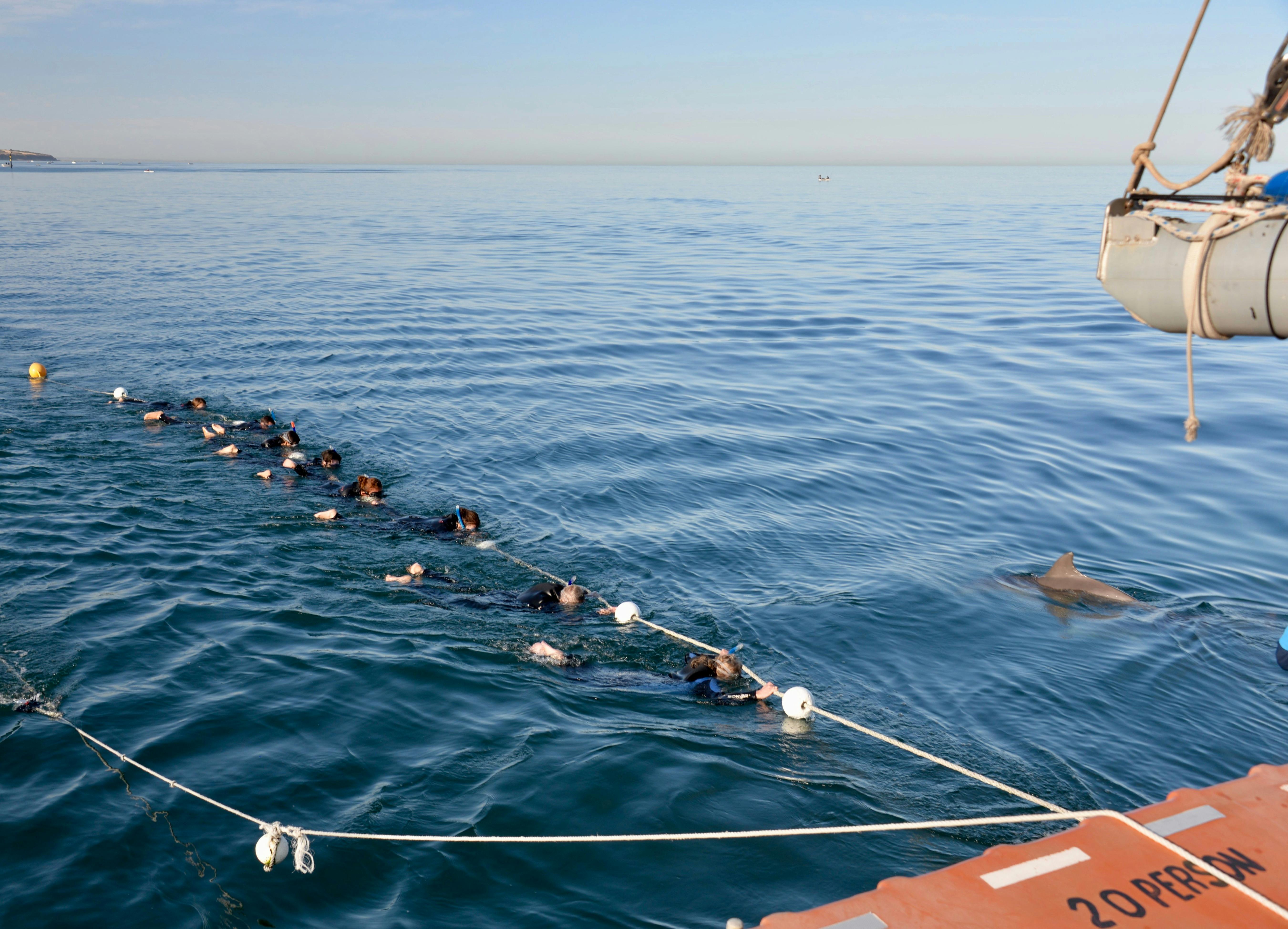 Swimming with wild dolphins