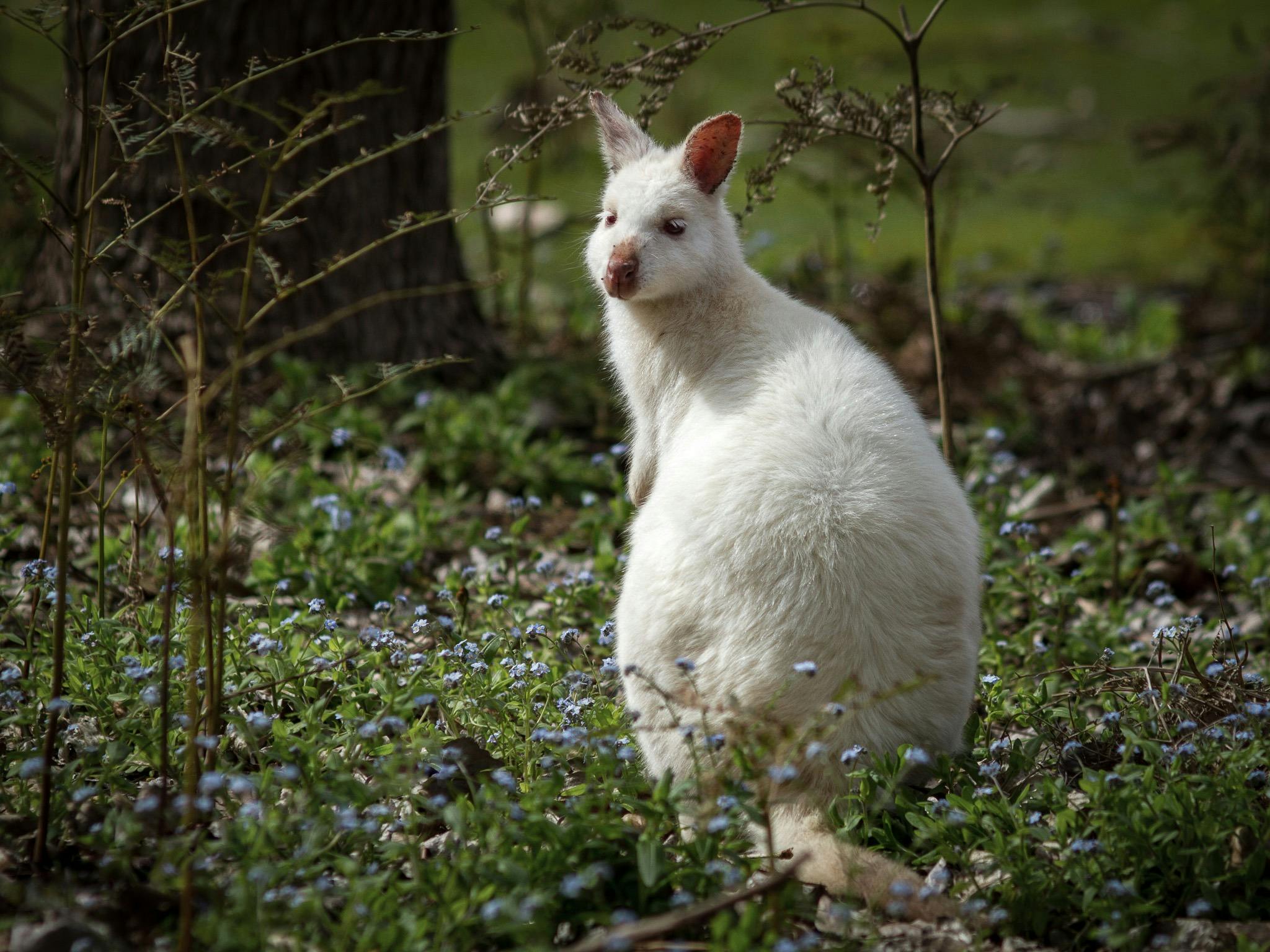 White wallaby turning its head to look at camera