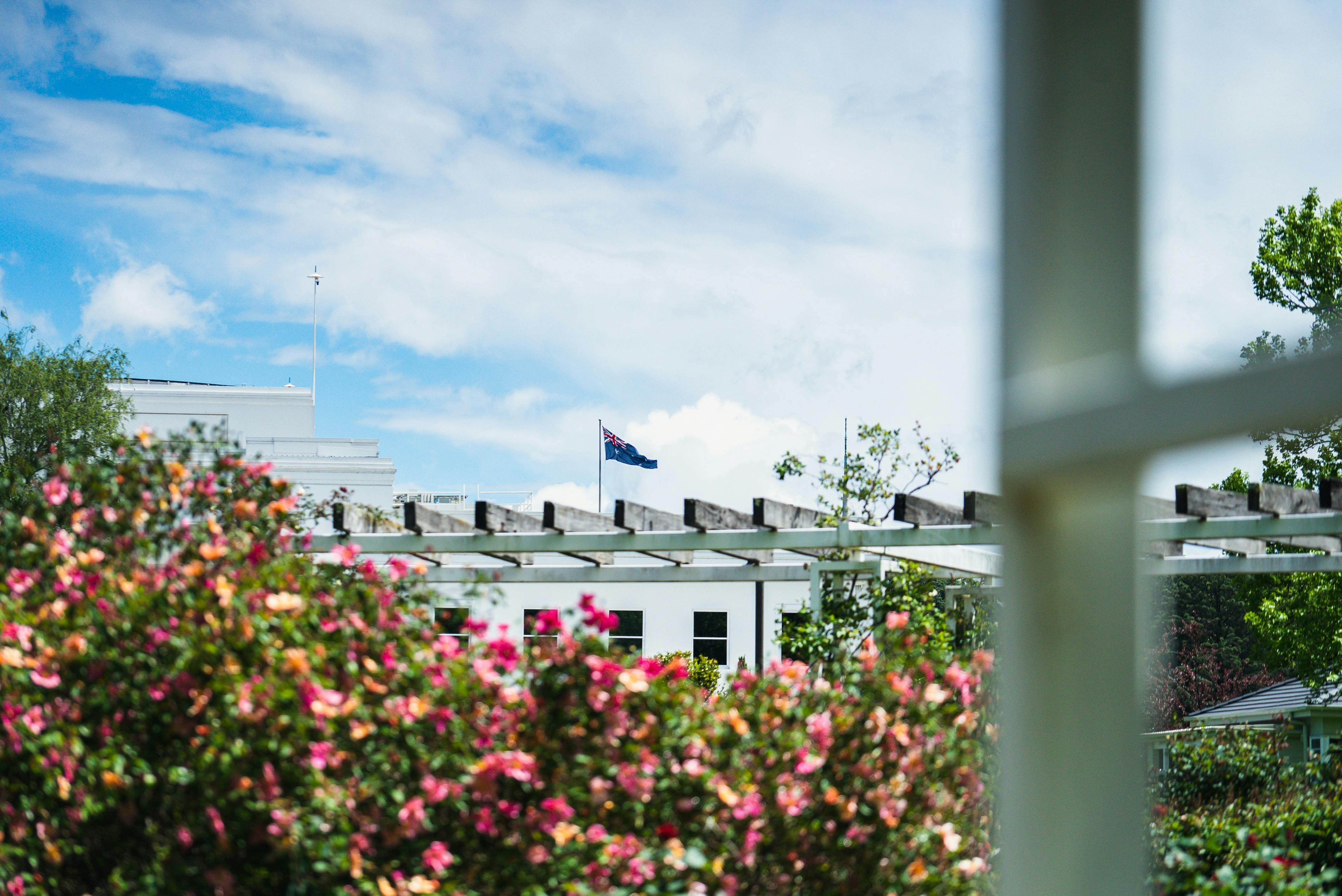 Pink roses  in a garden with the Australian flag flying in the background