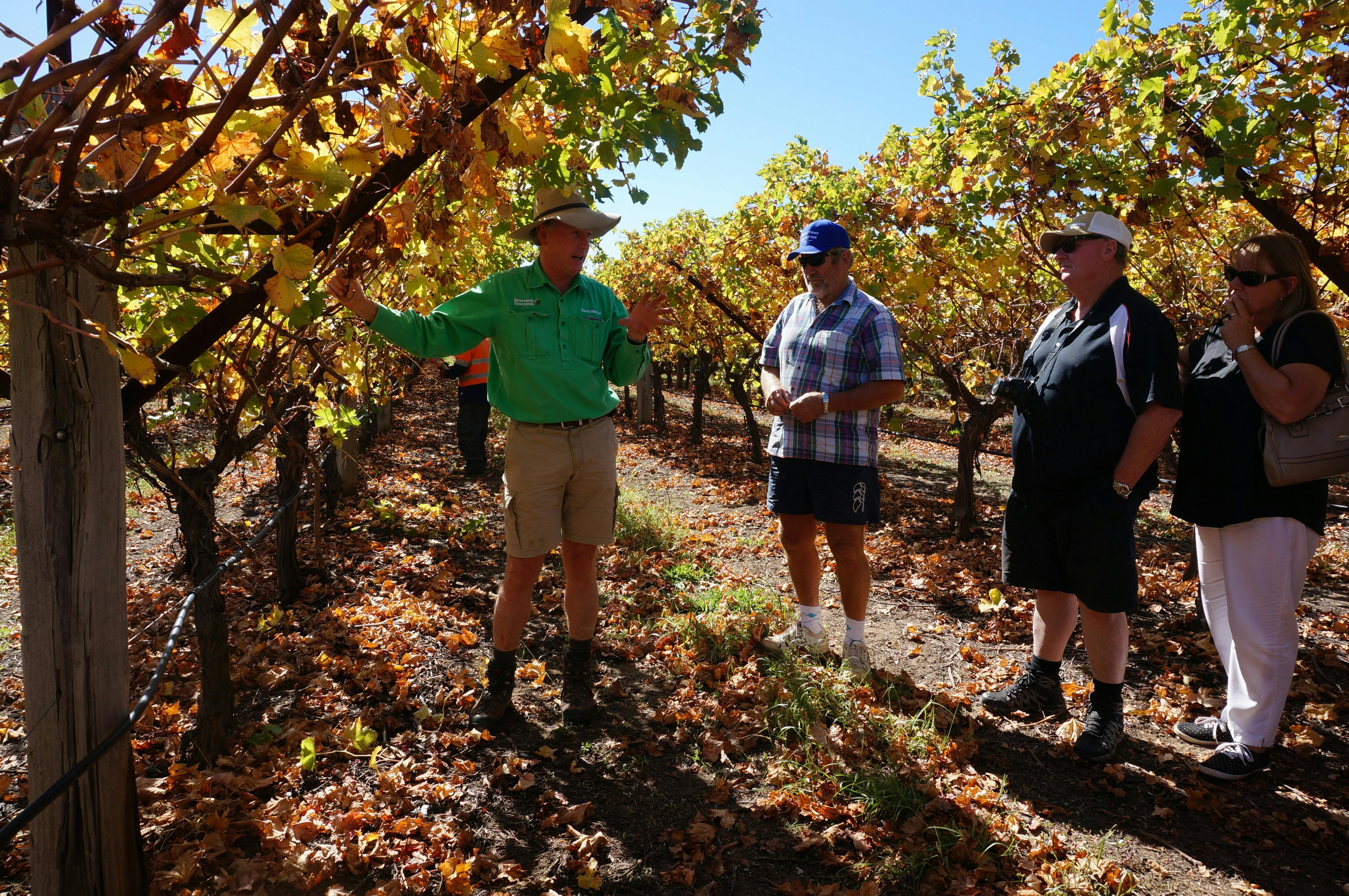 Cotton Farm and Vineyard Tour