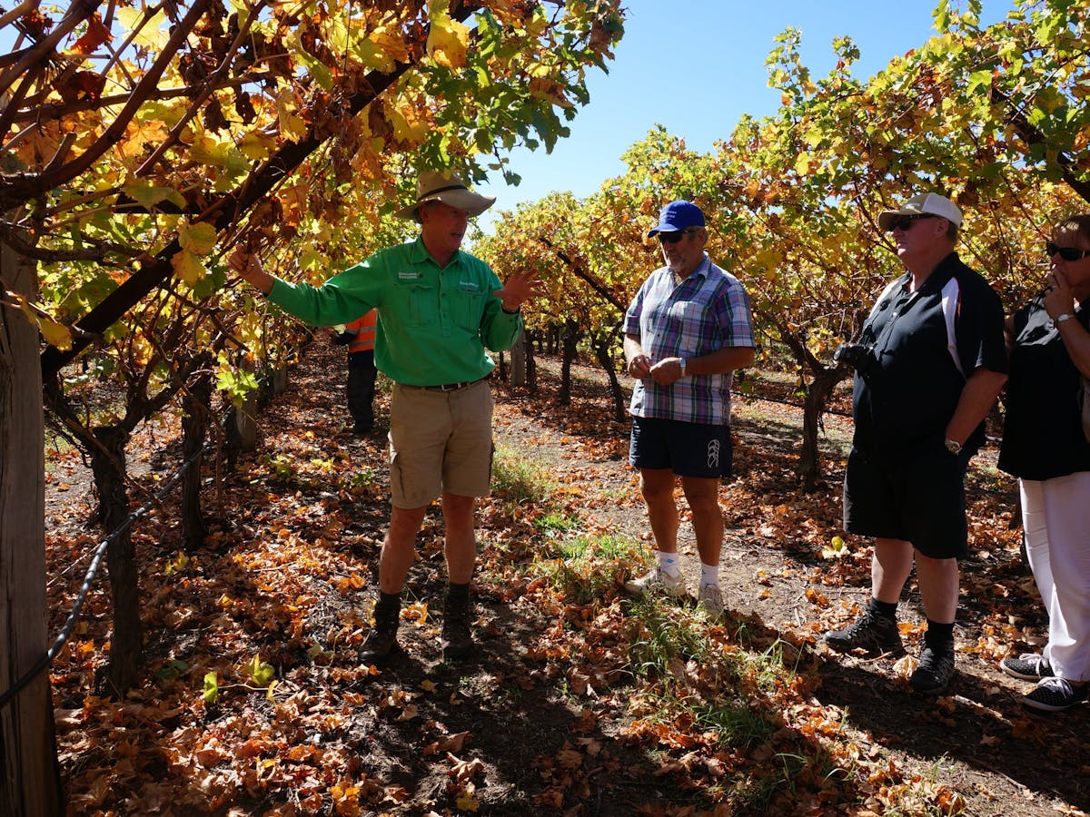 Cotton Farm and Vineyard Tour