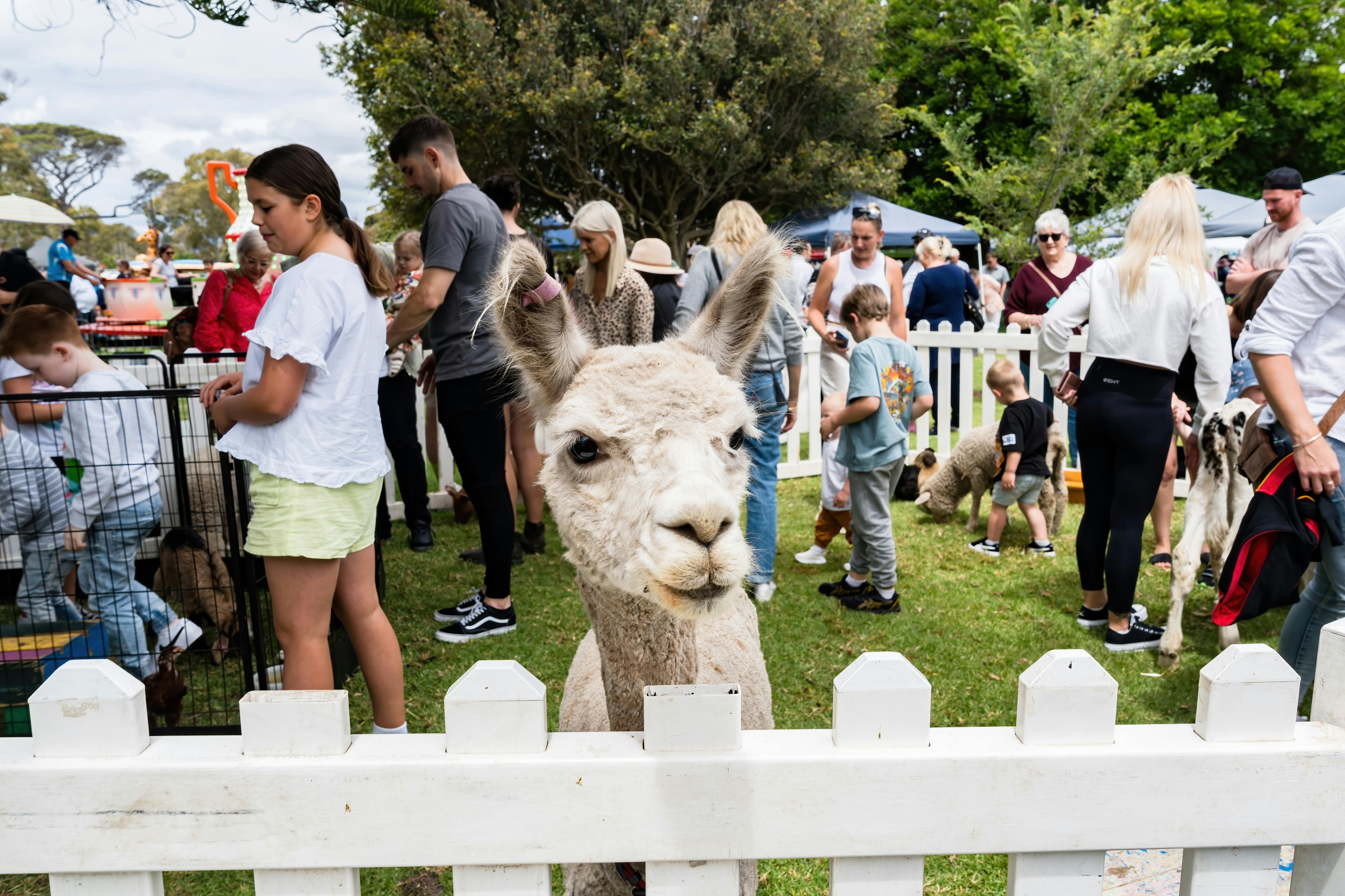 Petting Zoo