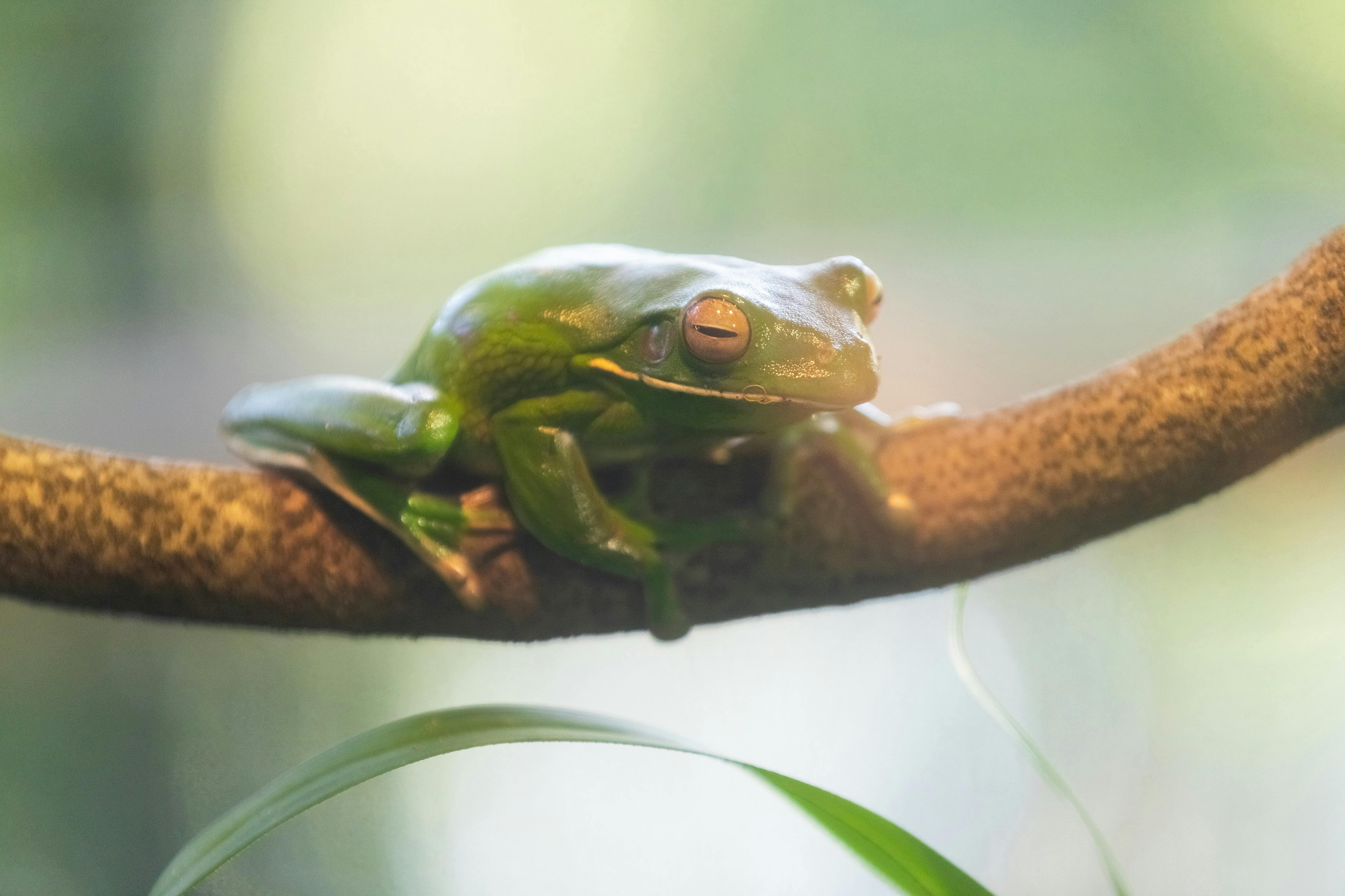 Discover the small wonders of Walkabout Creek.