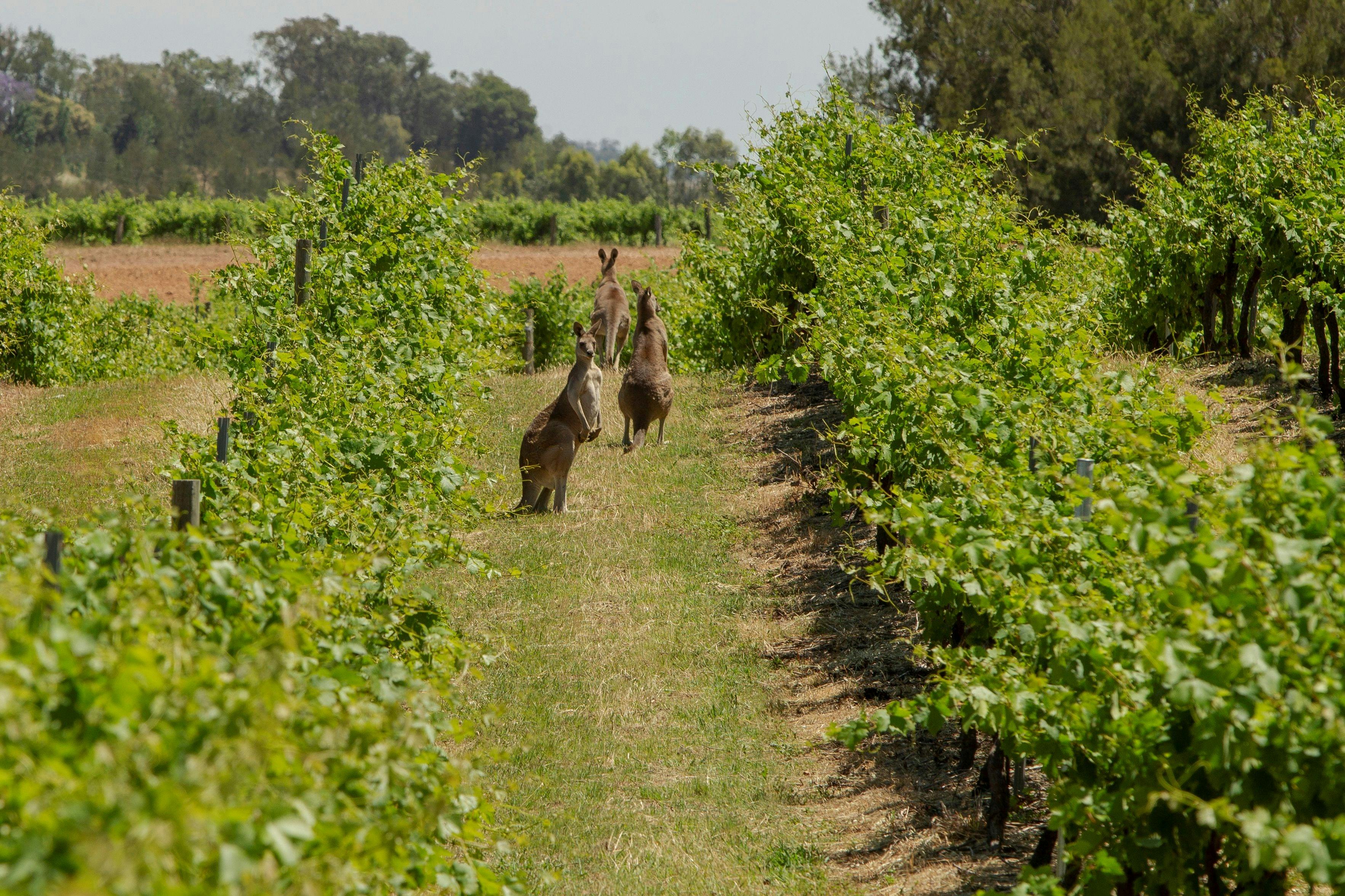 3 kangaroos in a vineyard