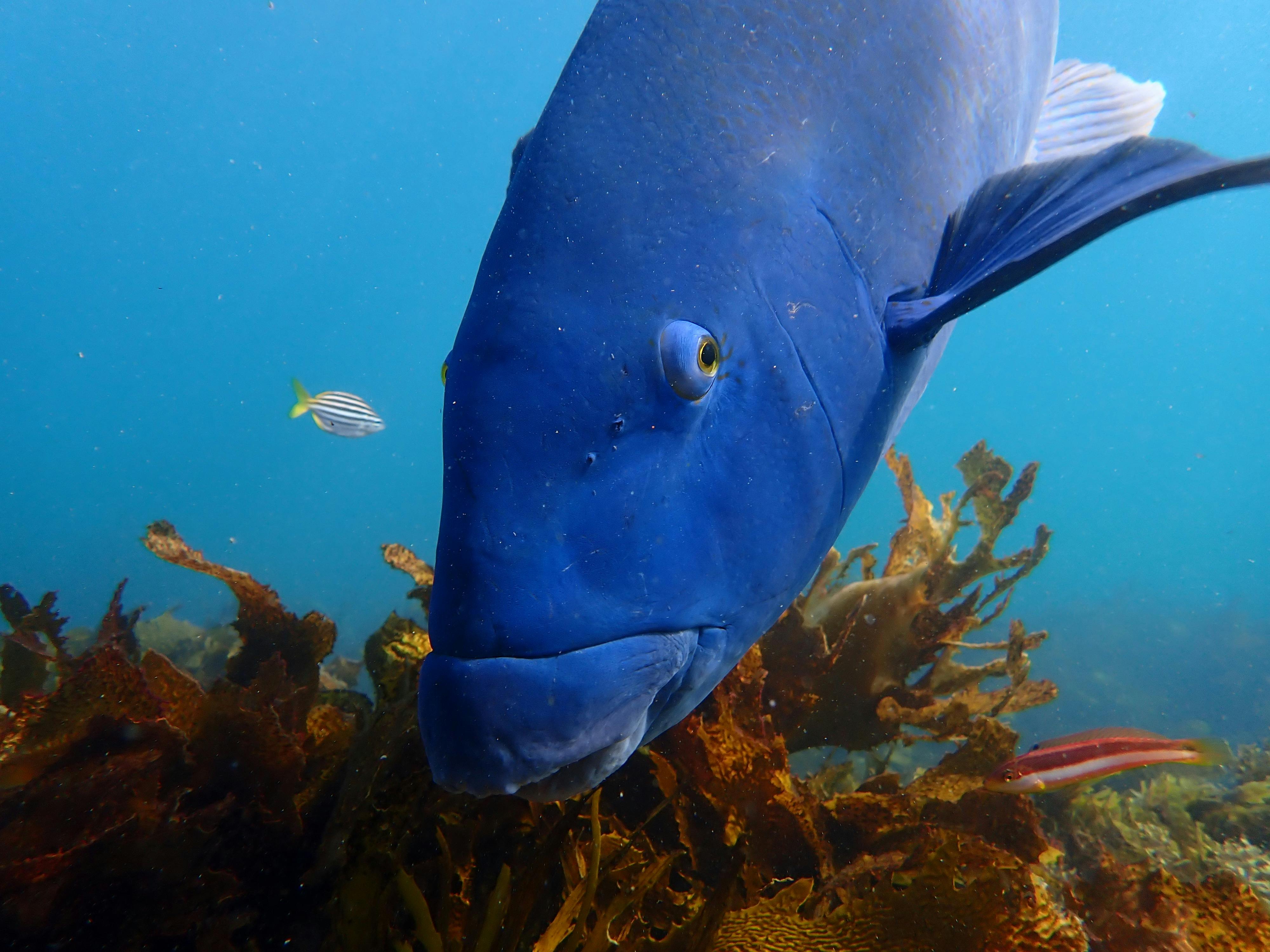 Large Blue Groper looking at camera close to diver.