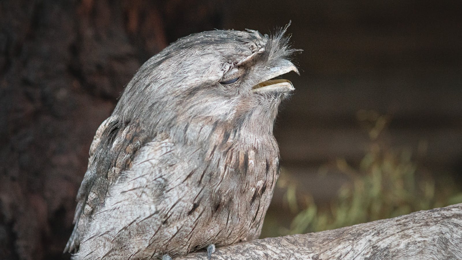 Tawny Frogmouth