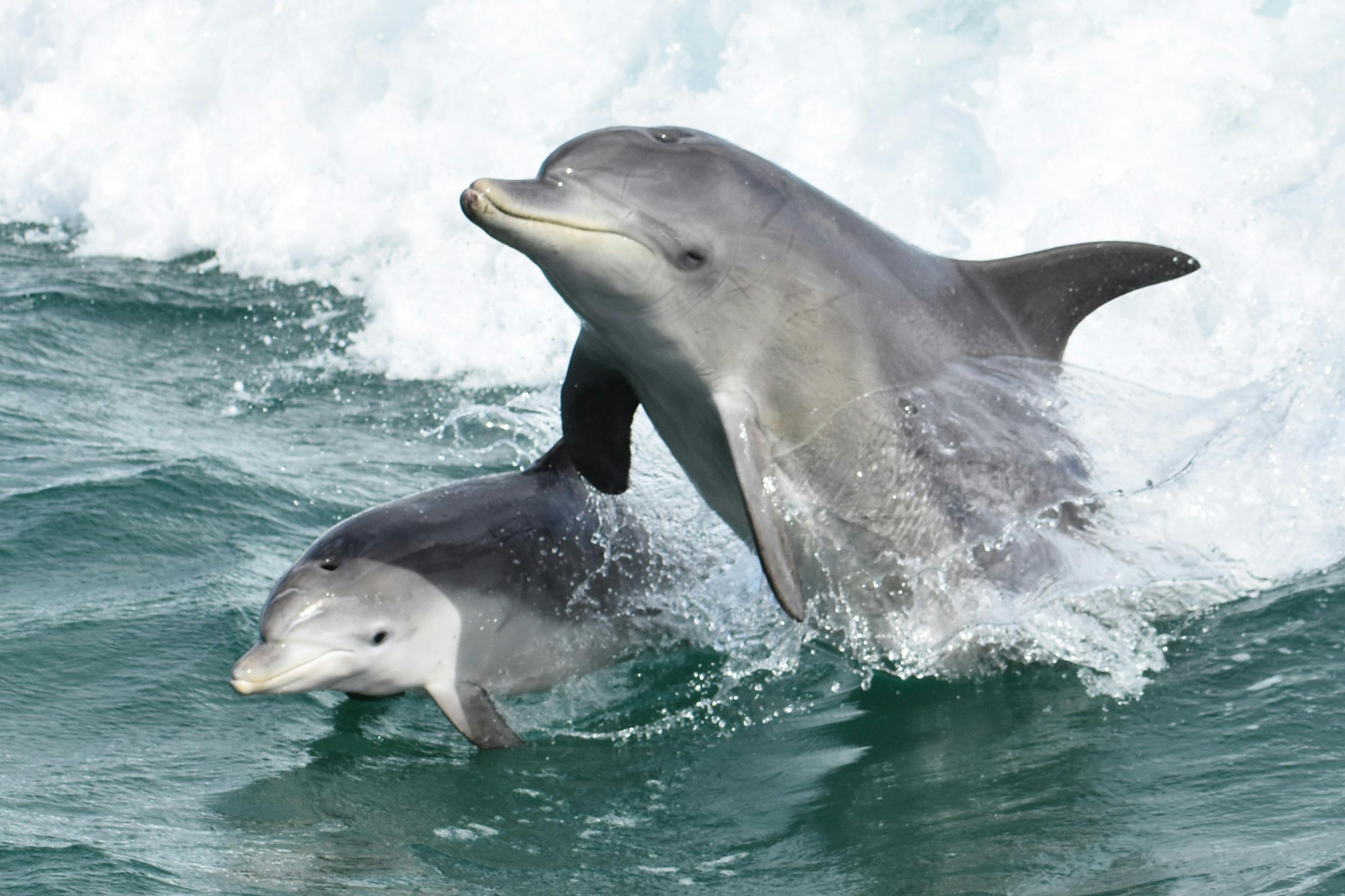 Mandurah Cruises, Mandurah, Western Australia