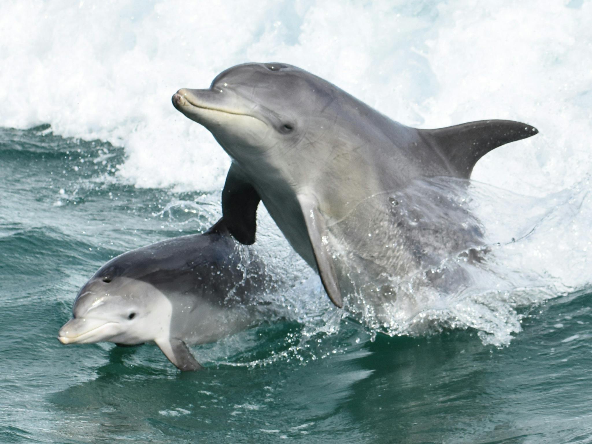 Mandurah Cruises, Mandurah, Western Australia