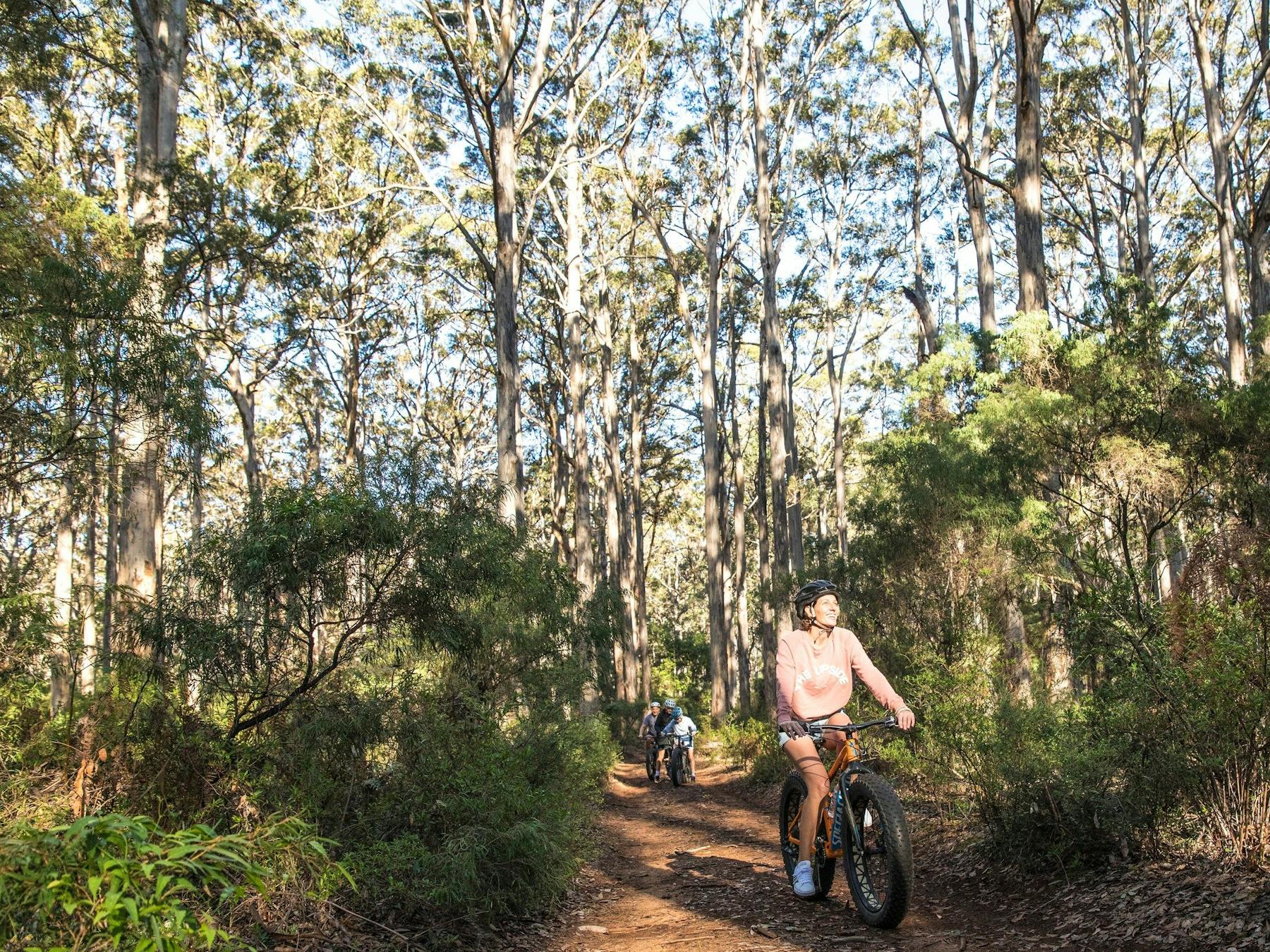 Boranup Karri Forest, Margaret River, Western Australia