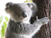 Koala at Wildlife Habitat Port Douglas on Jungle Tours and Trekking