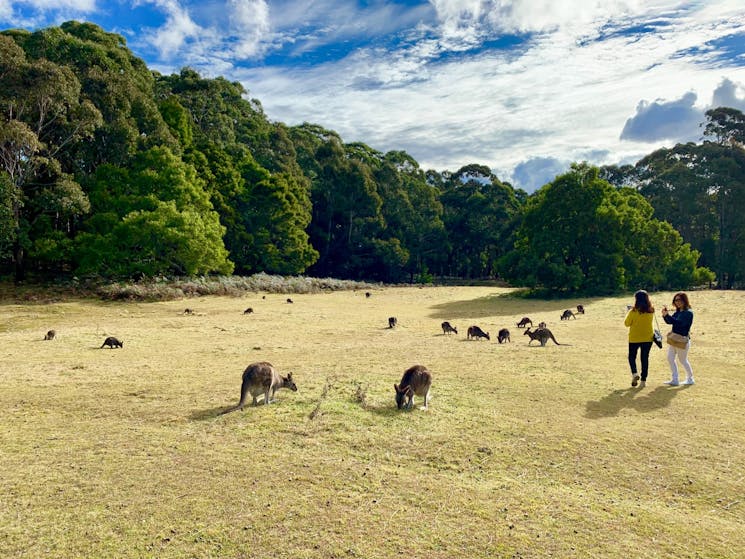 two women standing in a grassy field while wild kangaroos feed on grass around them