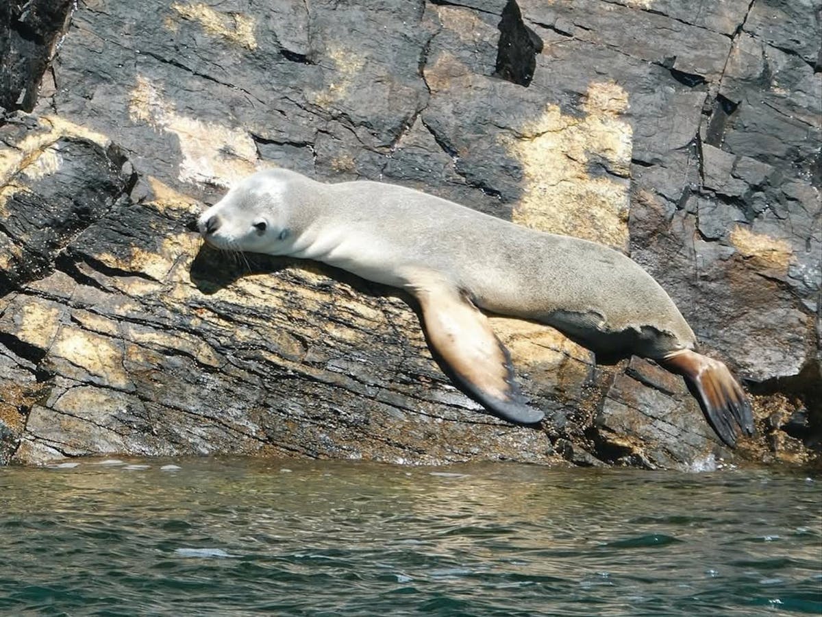 Seal at Wirrina Cove