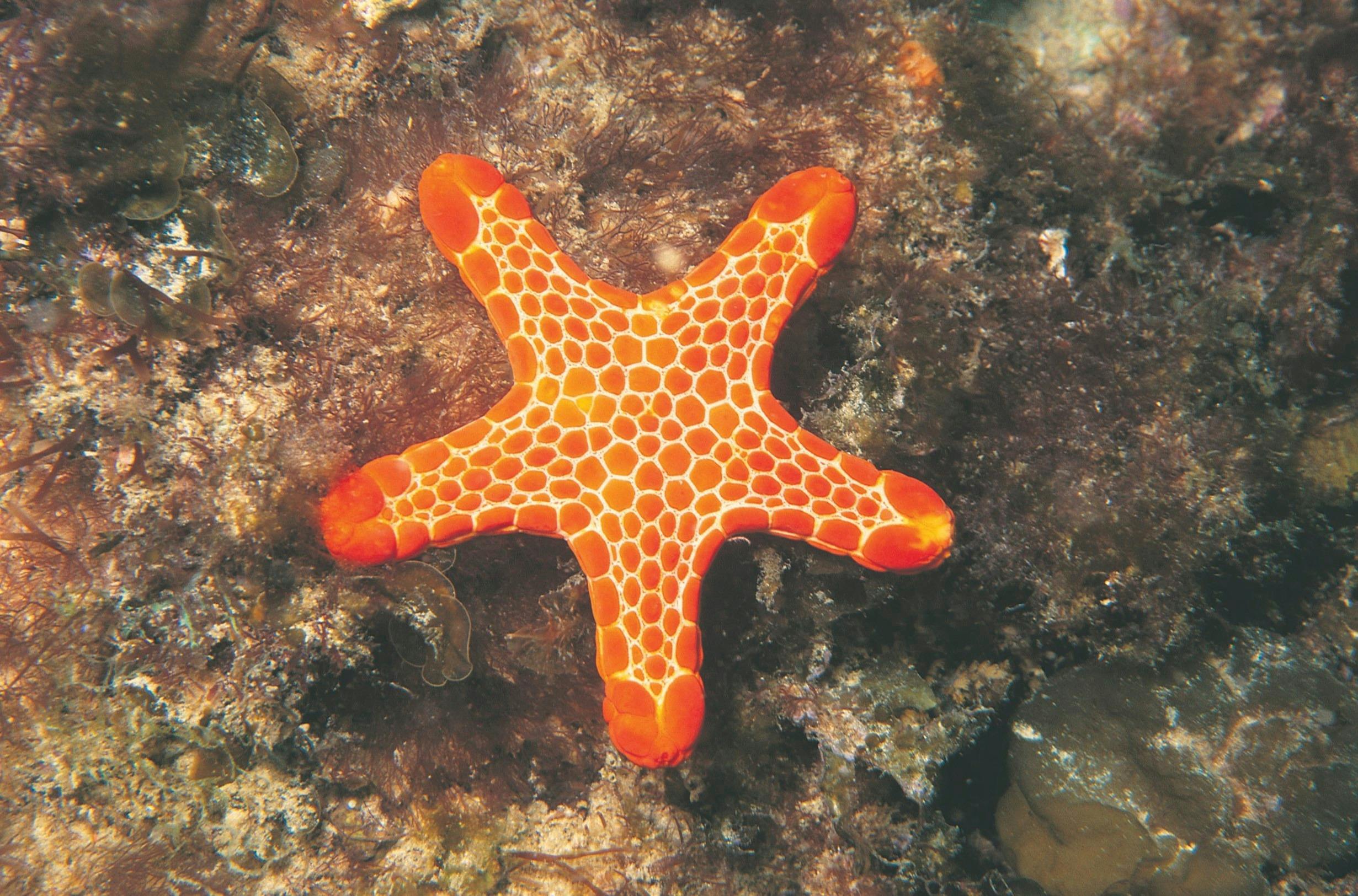 Marine Life Encounters, Perth, Western Australia