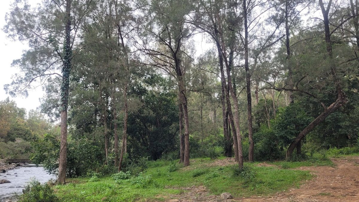 Dirt and rocks camping area next to a freshwater creek line with tall trees and some green shrubs