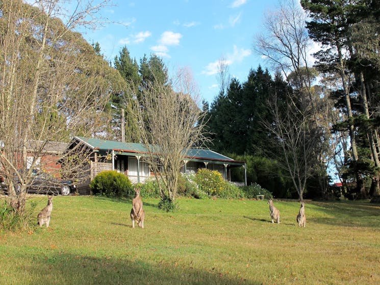 Kangaroos at Spa Cabins