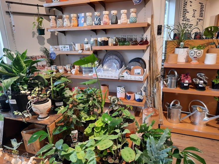Indoor Plants and Pots
