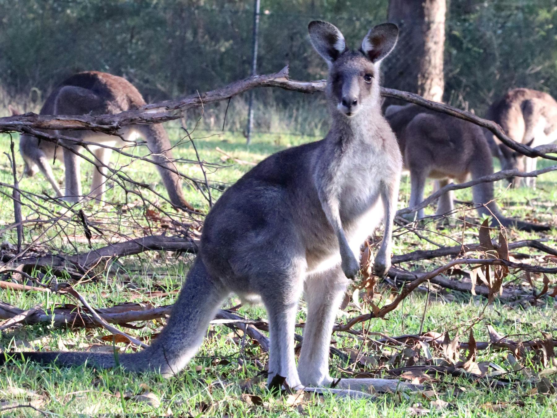 Wild Kangaroo looking at camera. Runaway Tours Wild Kangaroos and a Cruise tour