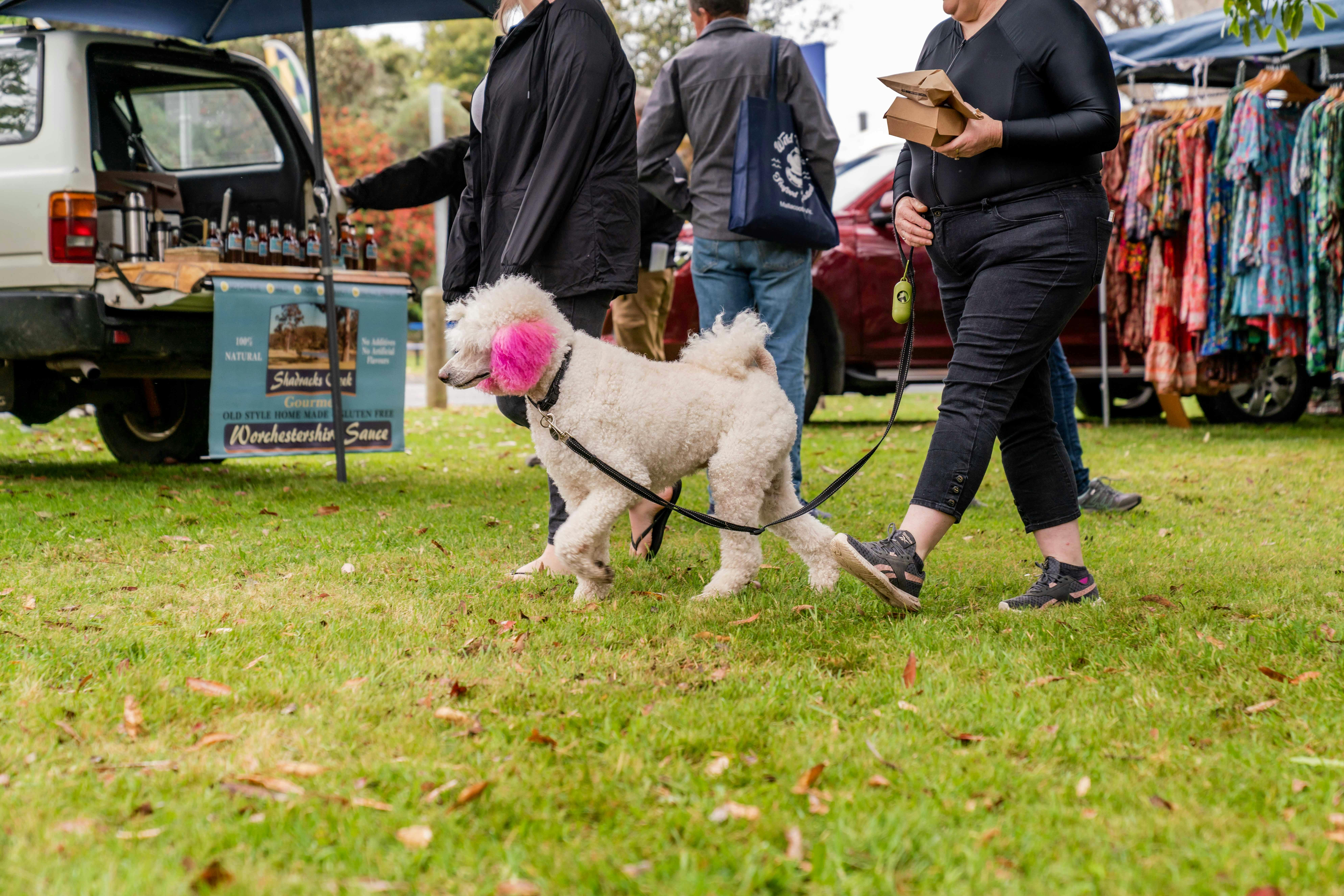 Dog on leash walking through market stalls