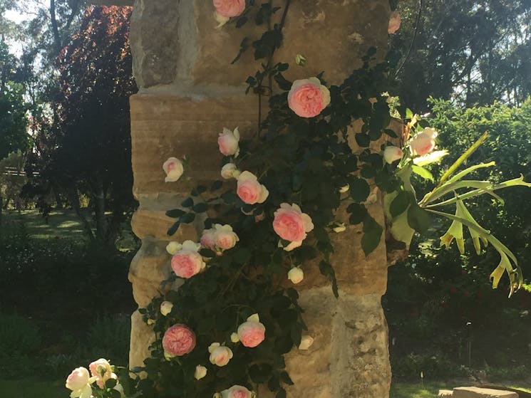 Climbing rose on sandstone column