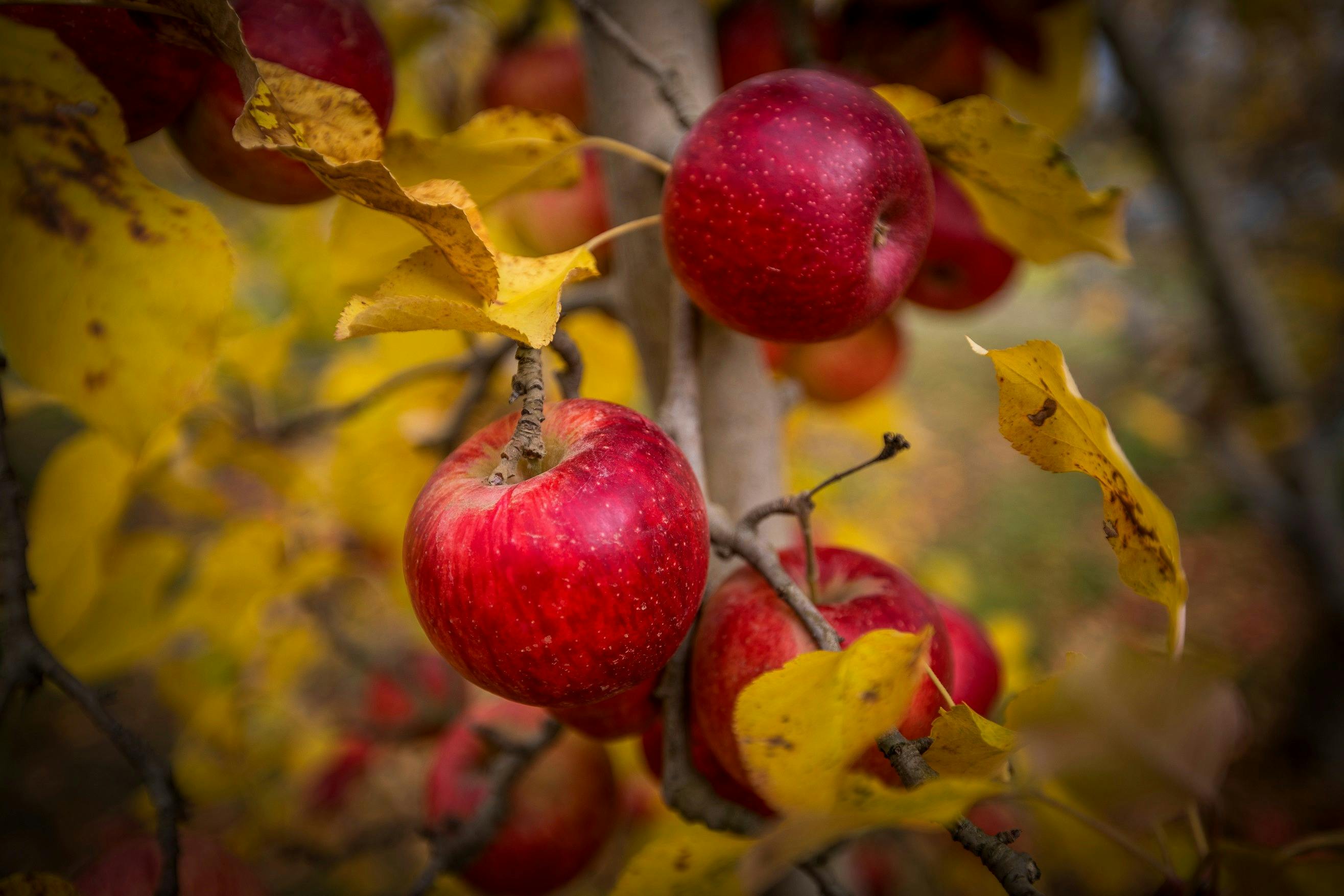 Sundowner apples on trees