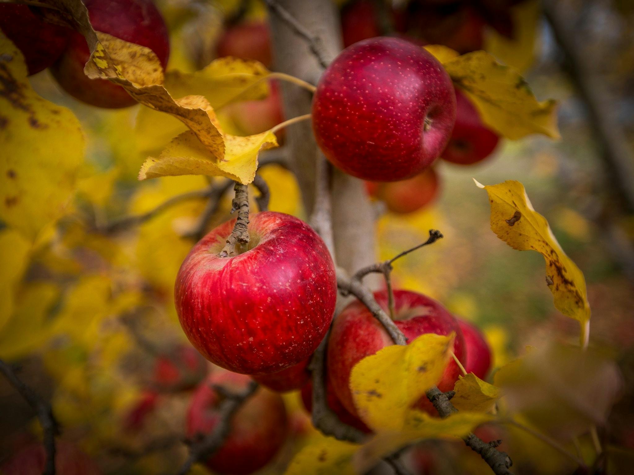 Sundowner apples on trees