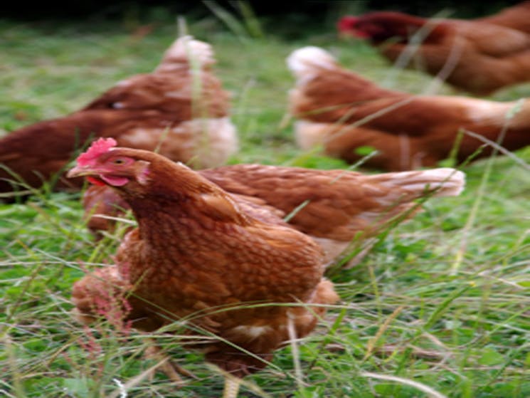 Hen