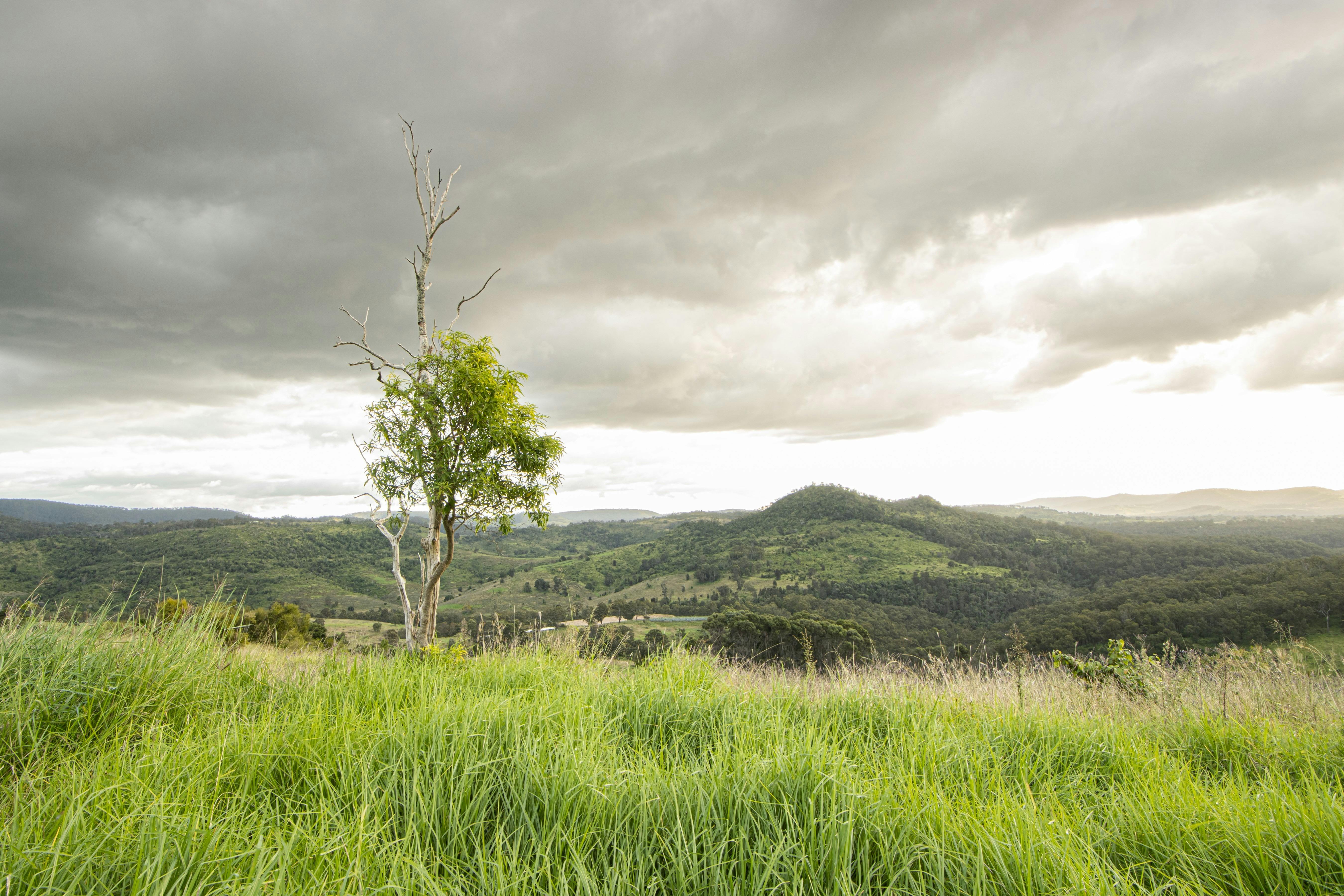 Lush pastures and views to the Darling Downs.